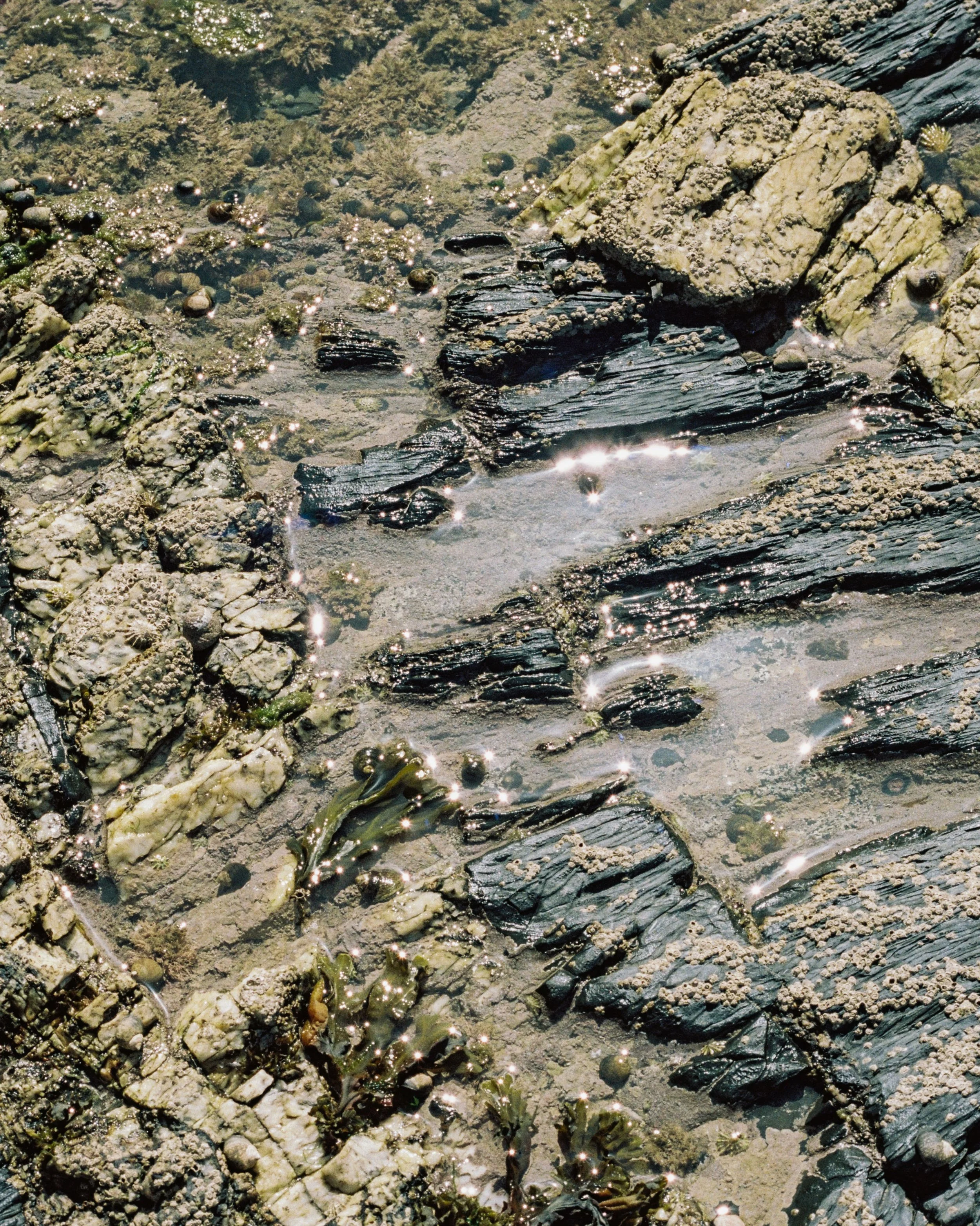 Close-up of tide pool rocks with algae and barnacles, sunlight glinting off the wet surfaces.