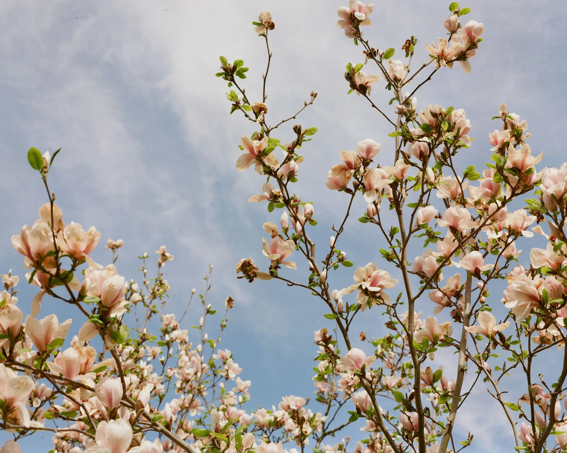 Pink and white blooming flowers on tree branches against a blue sky with wispy clouds.