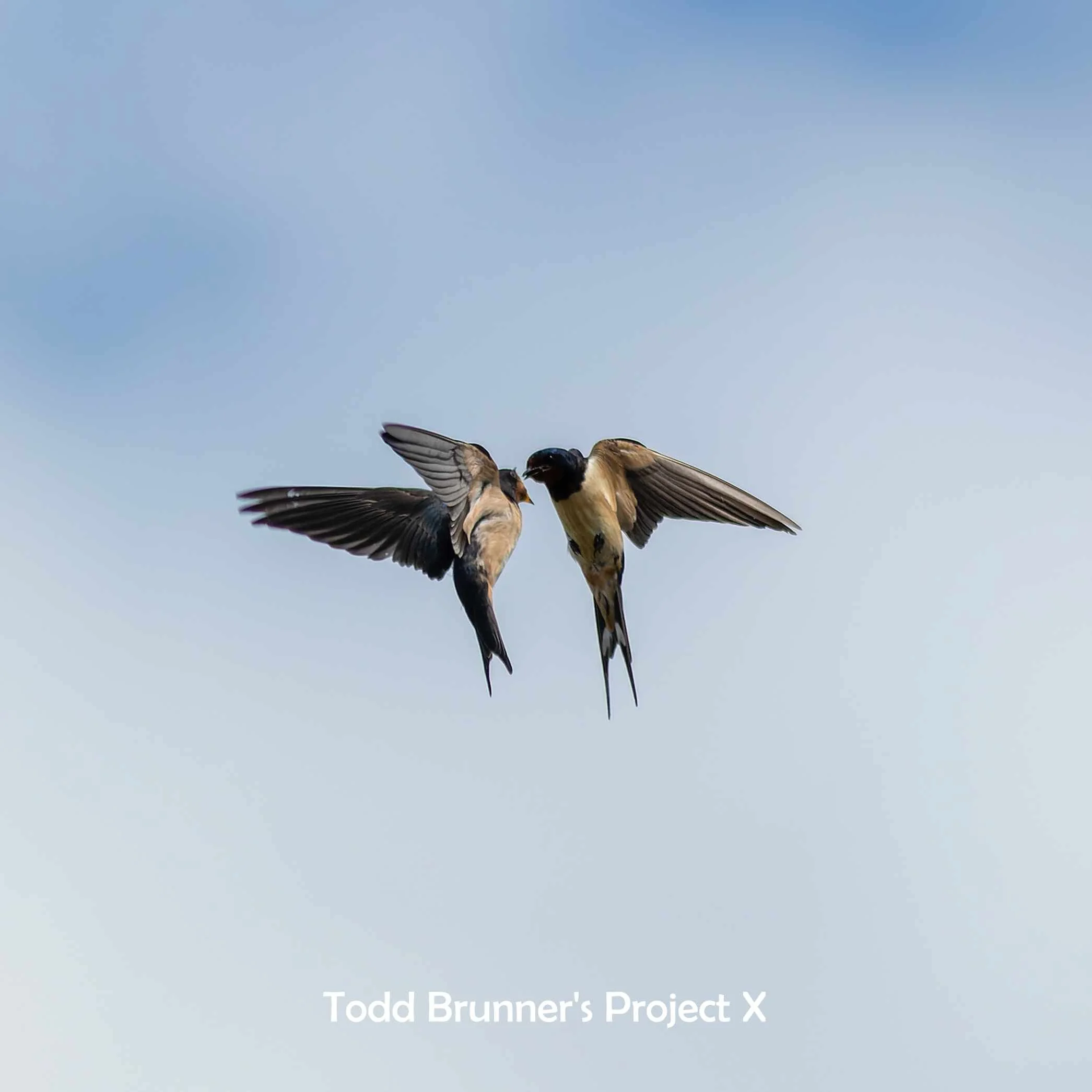 Todd Brunner - Project X