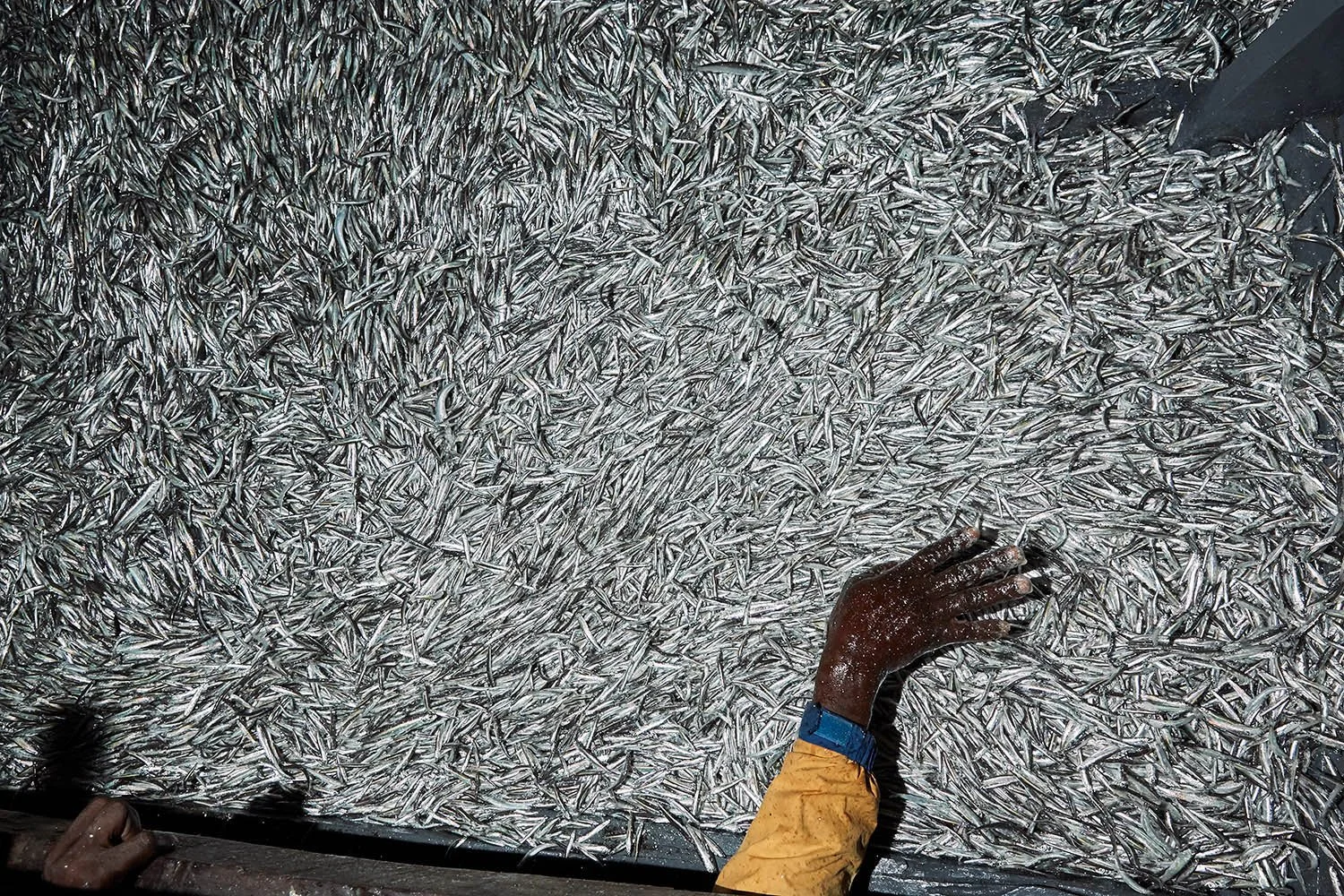 A fisherman smoothes over a night’s catch of usipa, a small sardine-like fish that his crew will sell on the beach at Masaka, Lake Malawi.