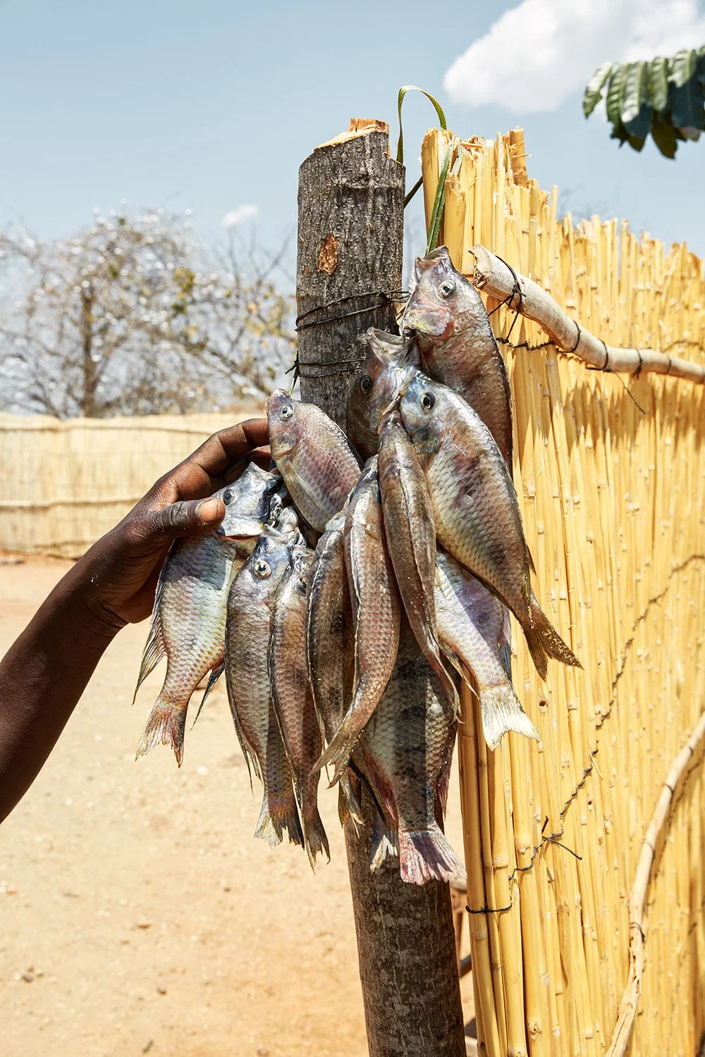 Chambo, Nkopola, Mangochi.