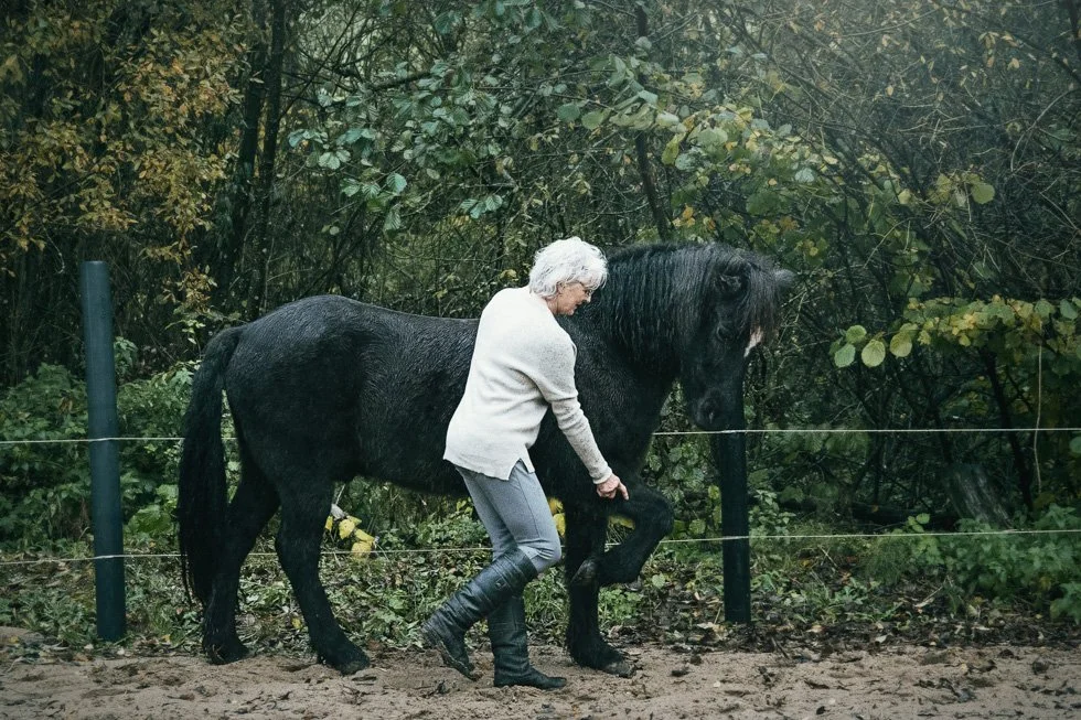 A woman with gray hair in riding attire is training a black horse near a wooded area, with a wire fence in the foreground.