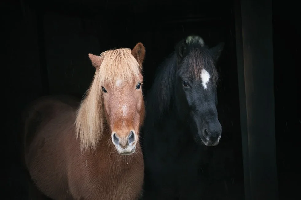 Two horses, one palomino and one black with a white star on its face, peering out from a dark stall.