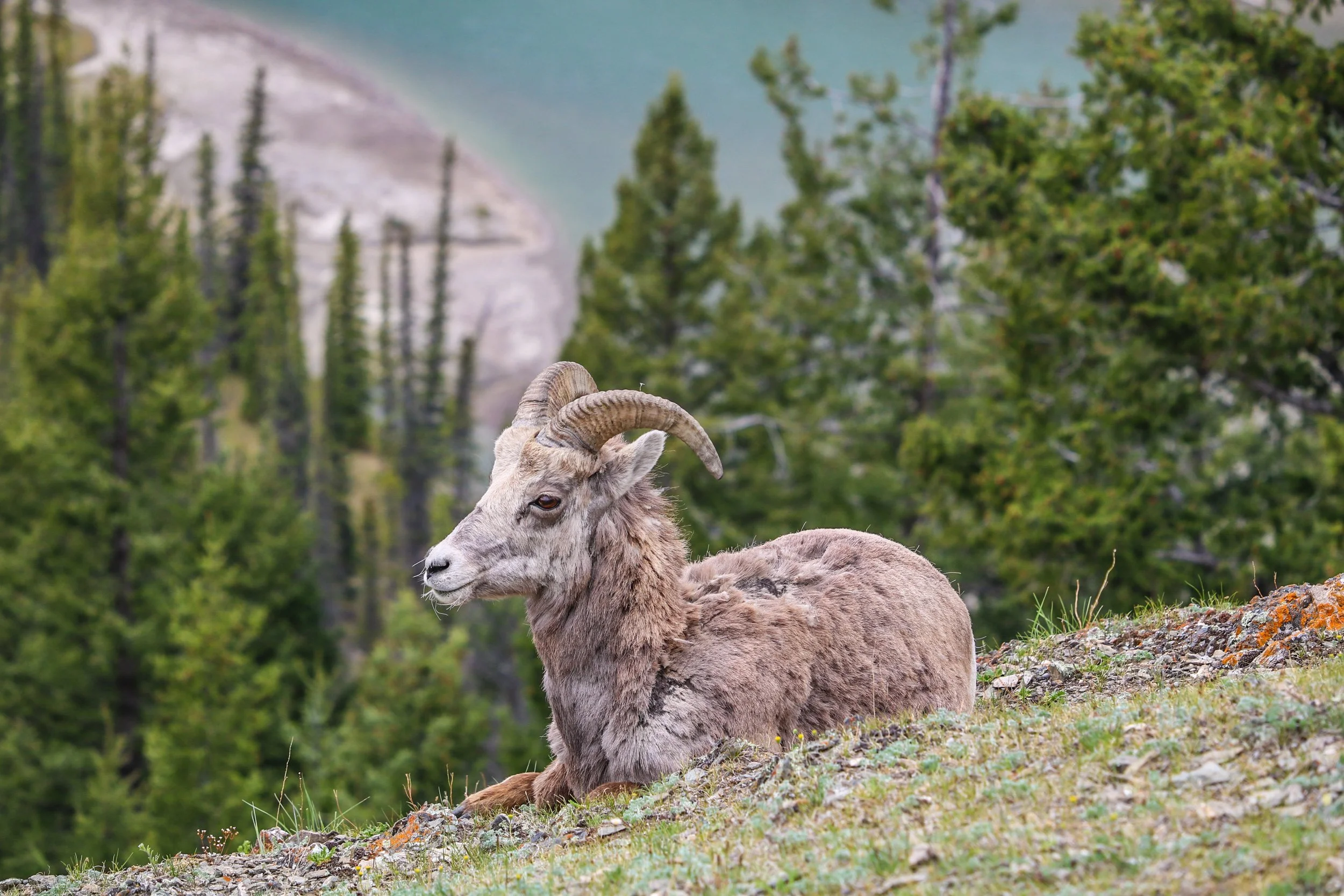 A mountain goat with curved horns resting on grassy terrain with a forested mountain landscape in the background.