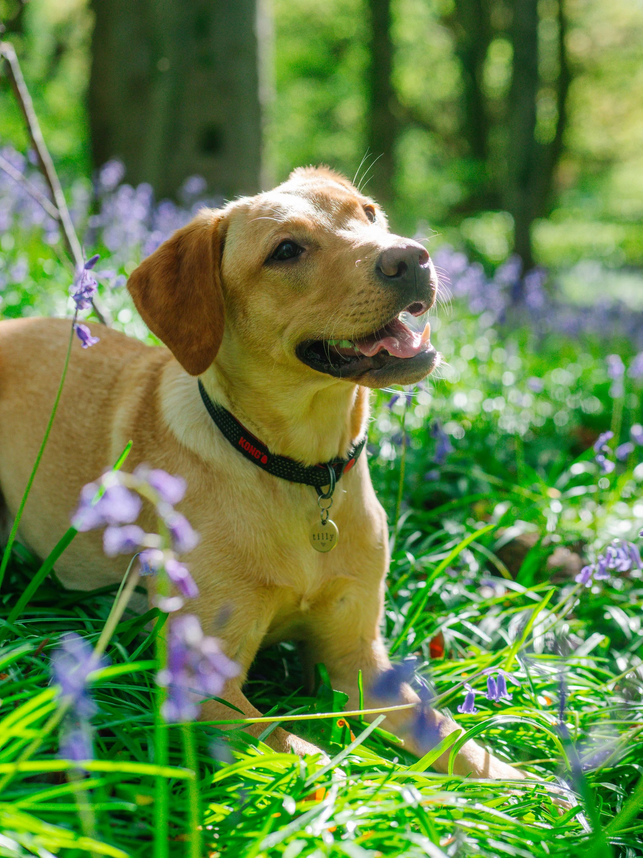 Tilly bluebell pet photoshoot (12).jpg