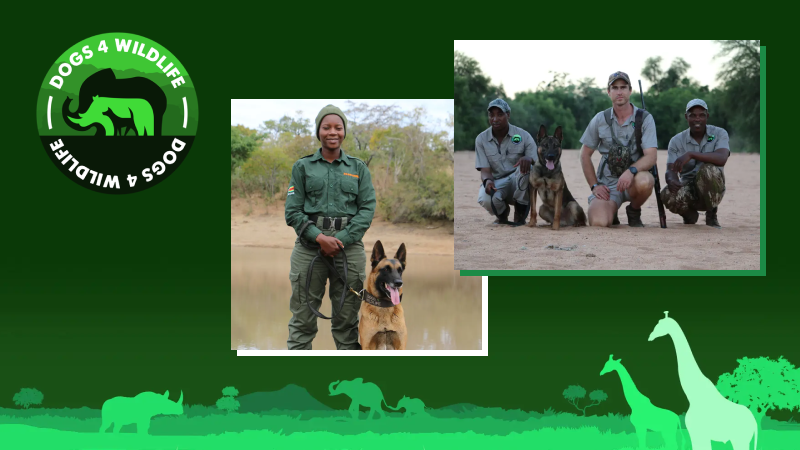 Two photos of wildlife dogs and their handlers in outdoor settings, with a wildlife organization logo featuring a green rhinoceros and the text 'Dogs 4 Wildlife' on the left side of the image.