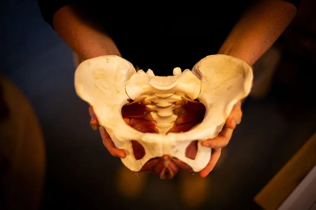 Hebamme hält weibliches Becken in der Hand