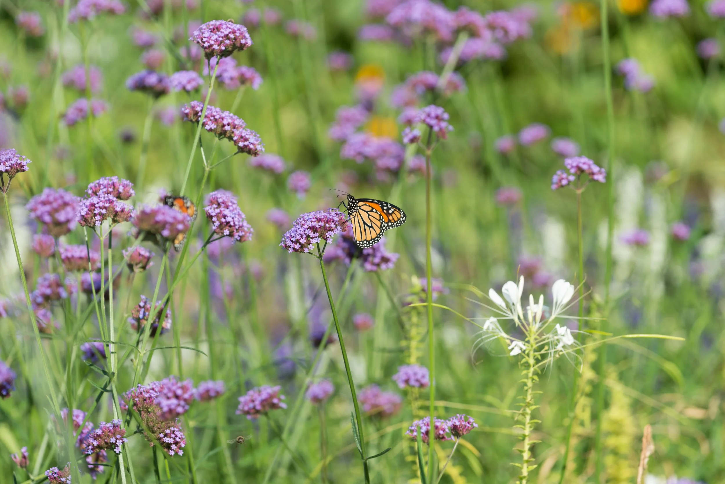 AdobeStock_531349212.jpeg