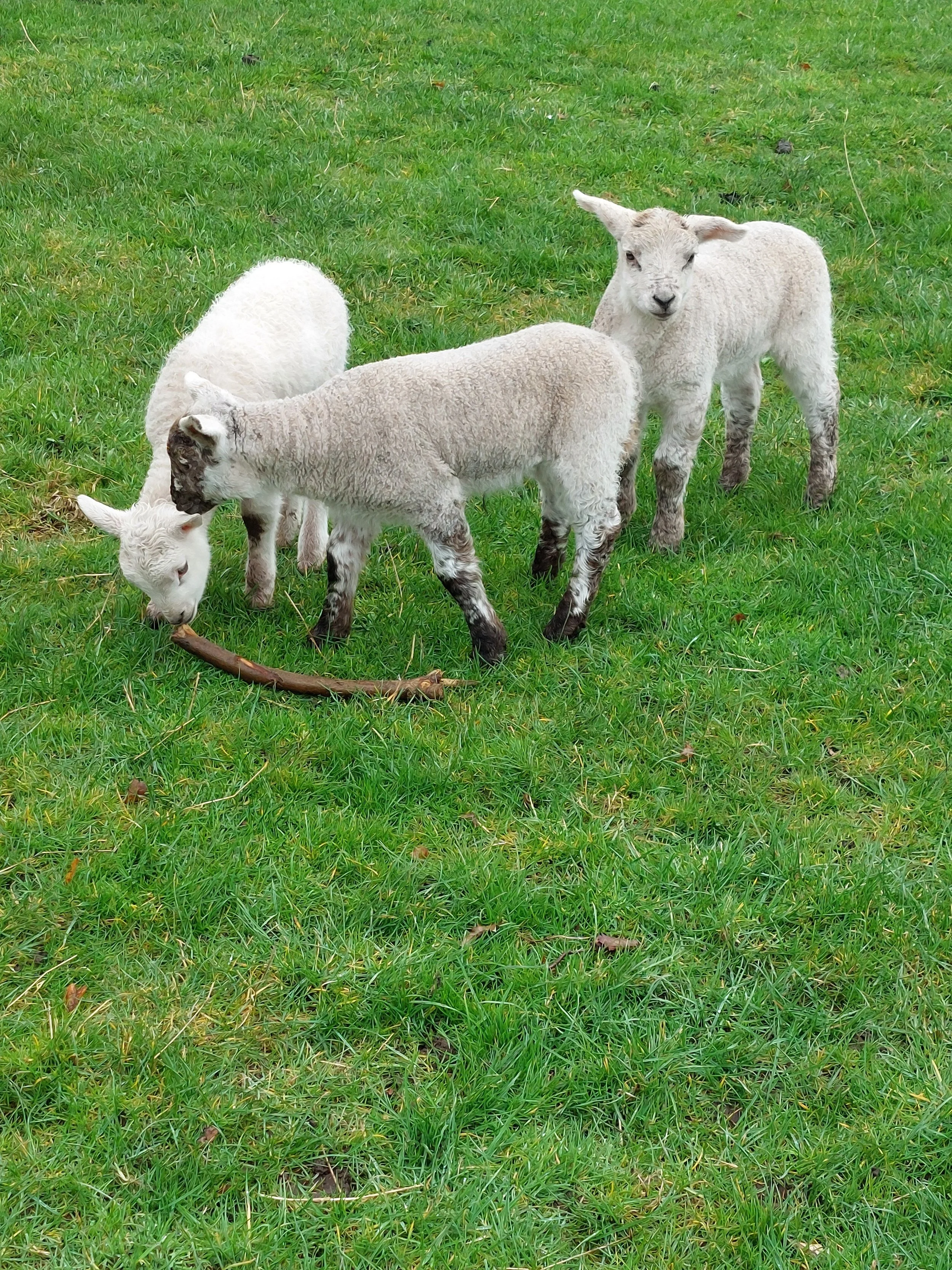 Lambing Season at Cantraybridge: Real Work, Real Skills, Real Pride