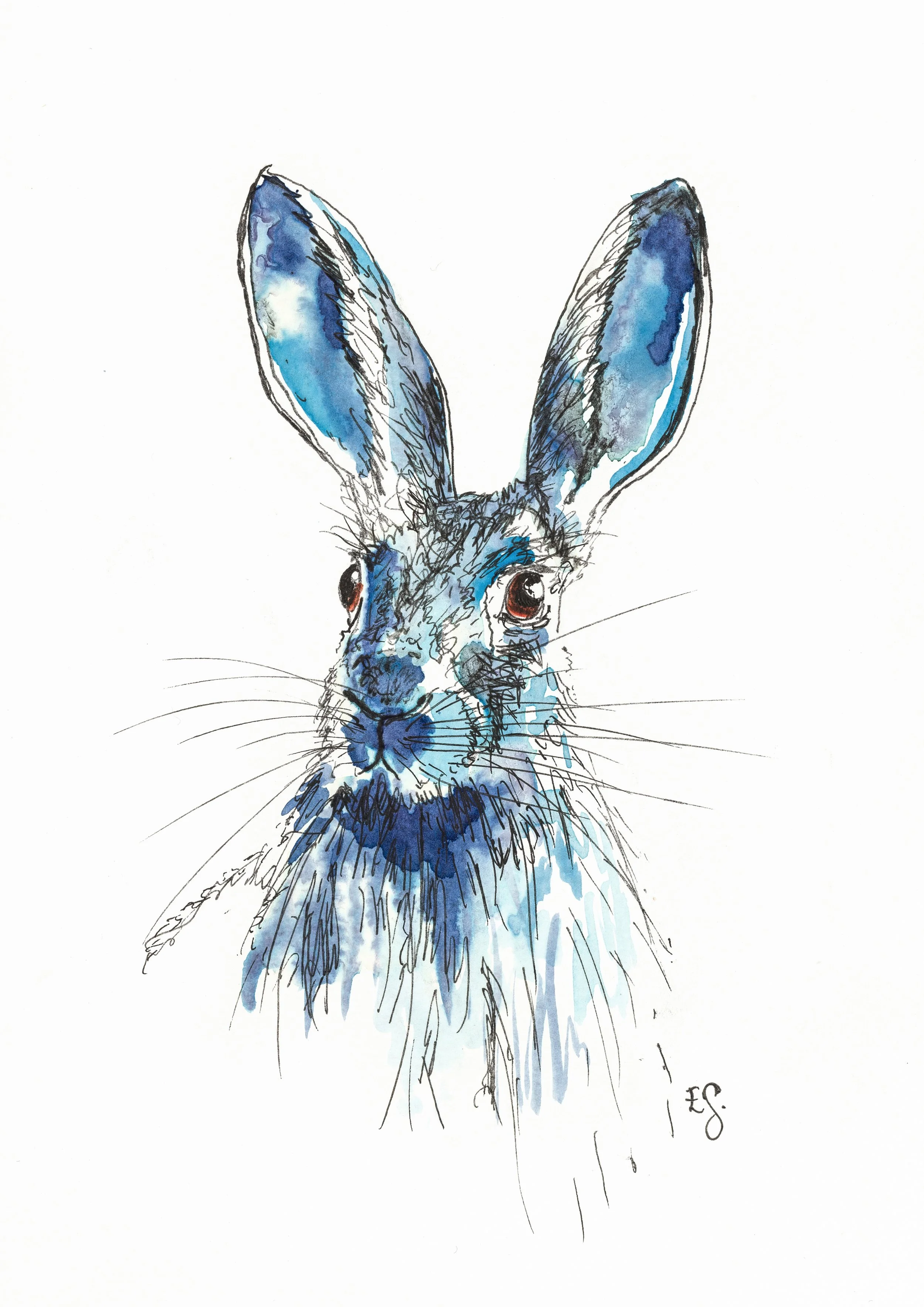 Blue Hare