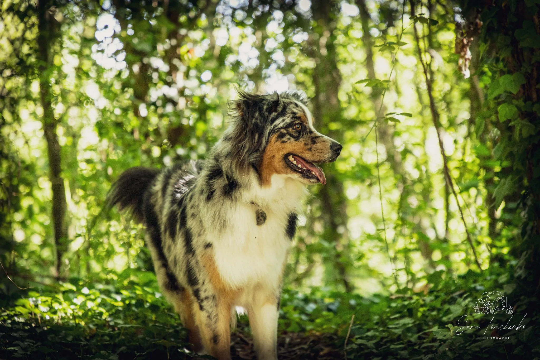 Un chien de race australienne dans une forêt, entouré de feuillage vert et de lumière naturelle.