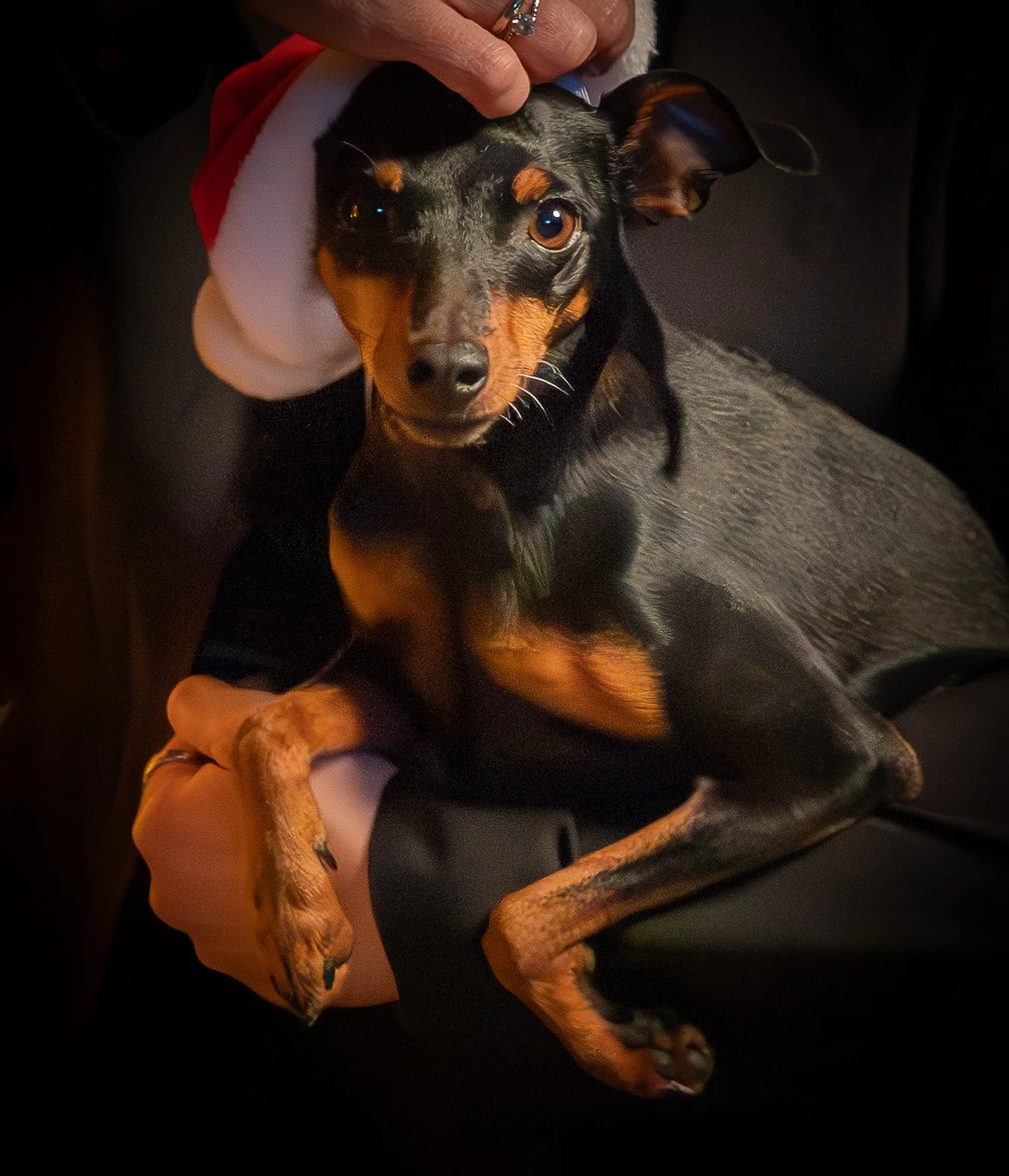Un chien Doberman portant un bonnet de Noël rouge et blanc, étant caressé par une personne.