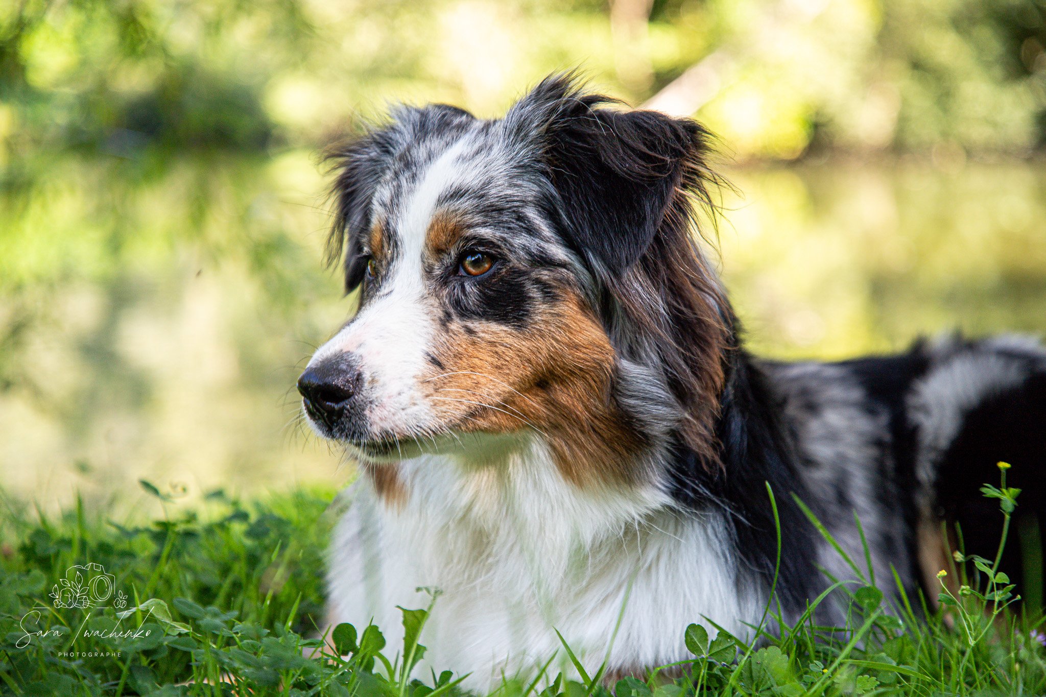Chien de race berger australien allongé dans l'herbe verte avec un fond flou de feuillage.