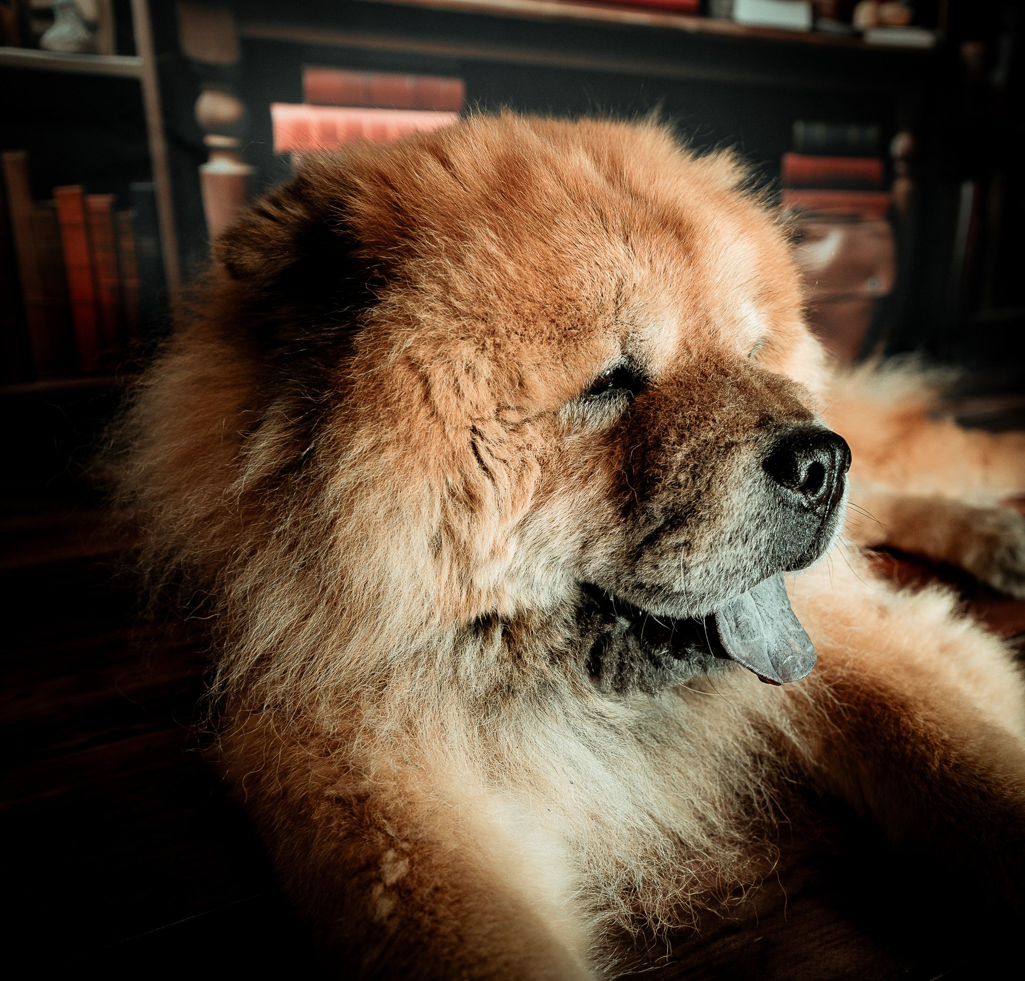 Un chien de grande taille, probablement un Chow Chow, allongé sur un sol en bois, avec une bibliothèque en arrière-plan.