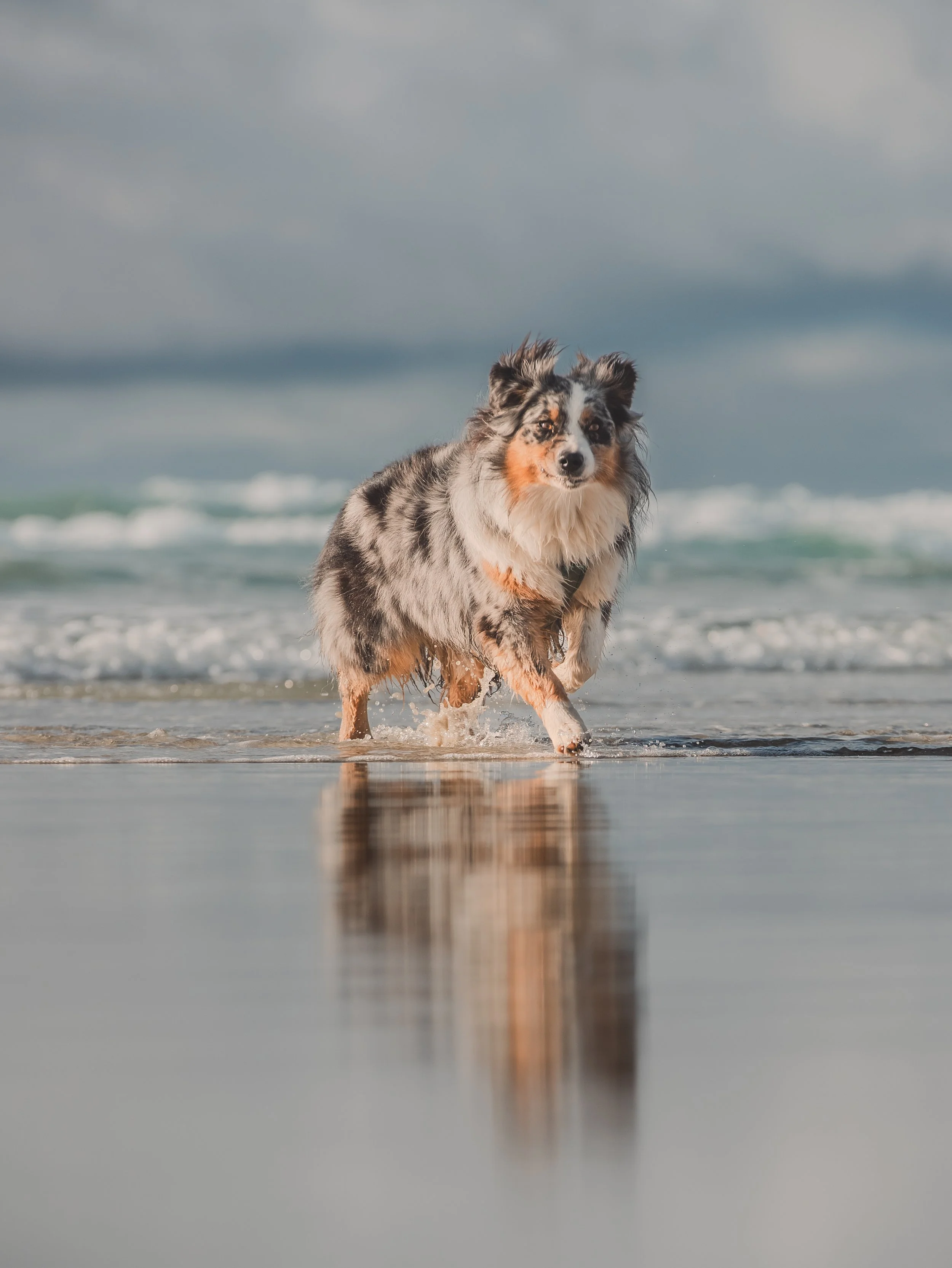 Un chien de race border collie qui court dans l'eau à la plage avec un ciel orageux en arrière-plan.
