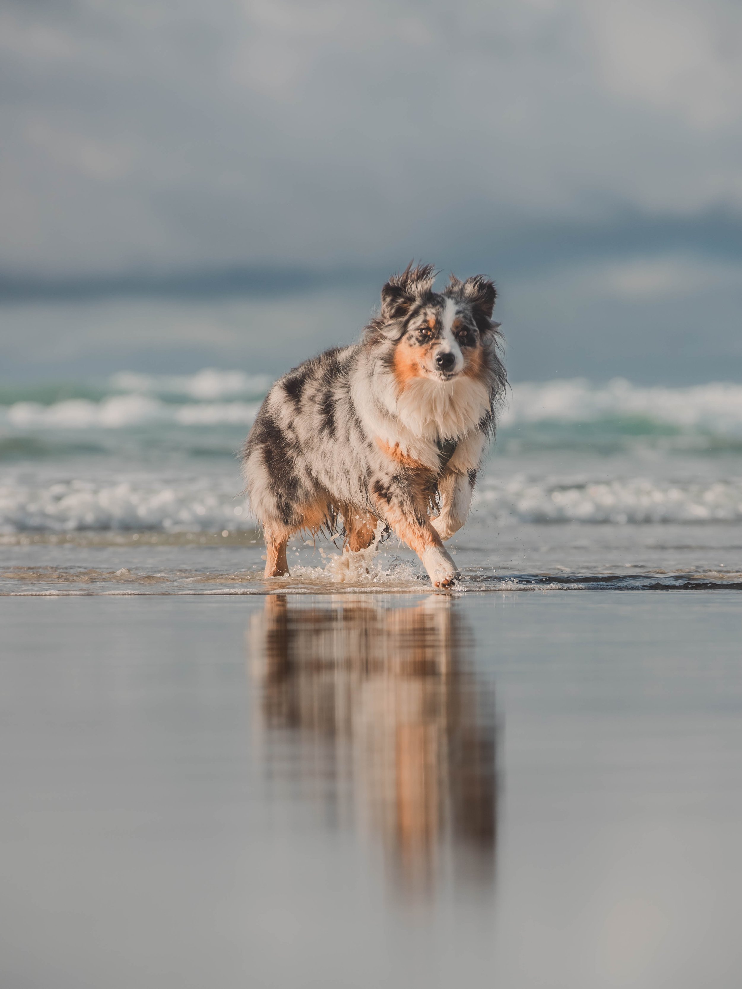 Un berger australien qui court dans l'eau de la mer avec un reflet visible sur le sable humide.