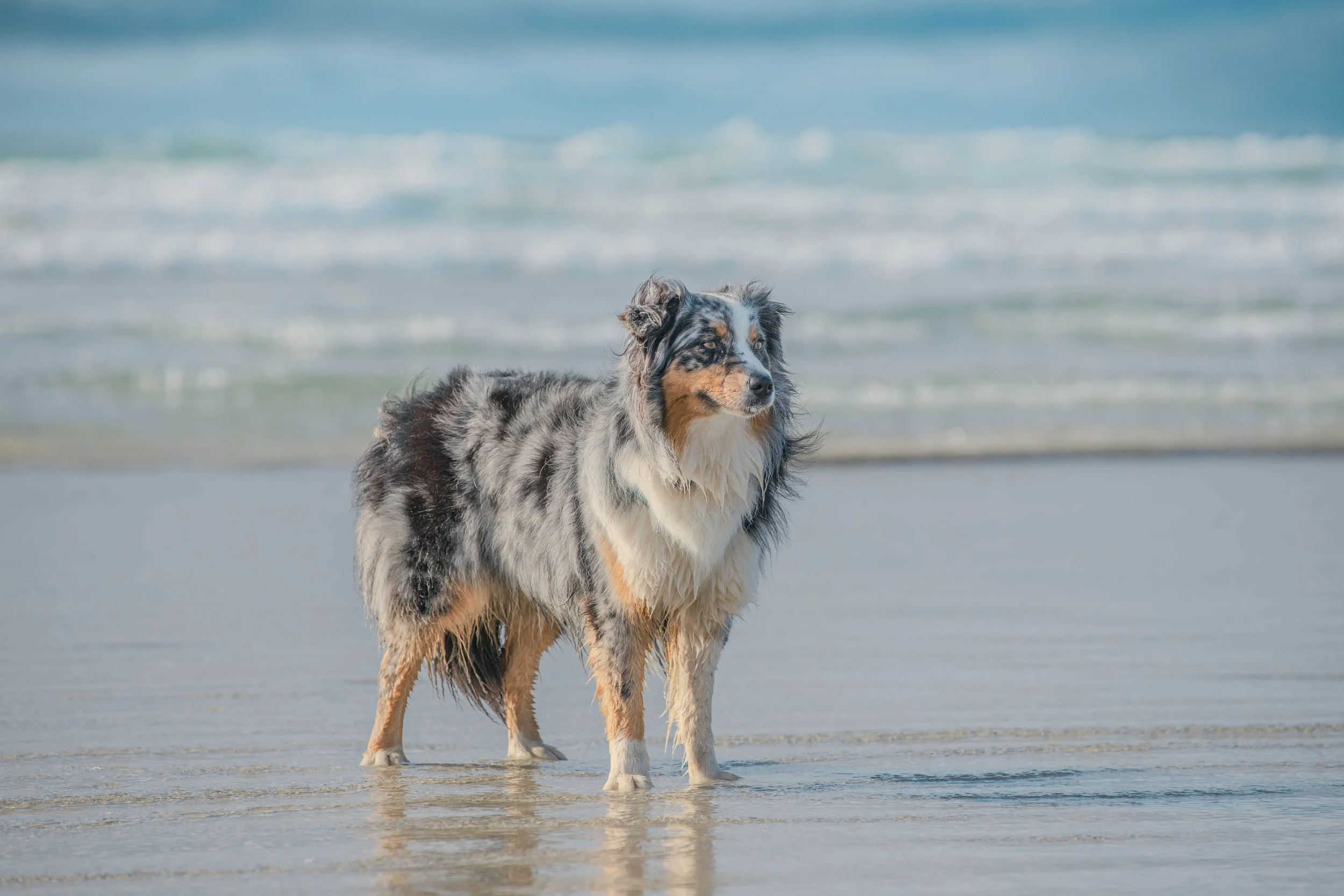 Un chien de race Australian Shepherd debout dans l'eau à la plage, avec la mer en arrière-plan, par jour ensoleillé.