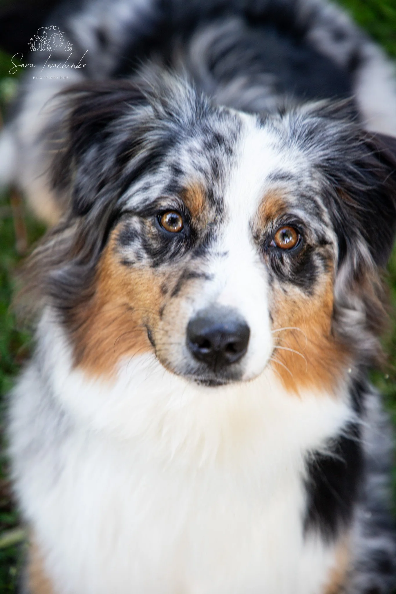 Un chien de race australienne à poil long avec un pelage merle, couleur blanc, noir et marron, regardant droit devant.