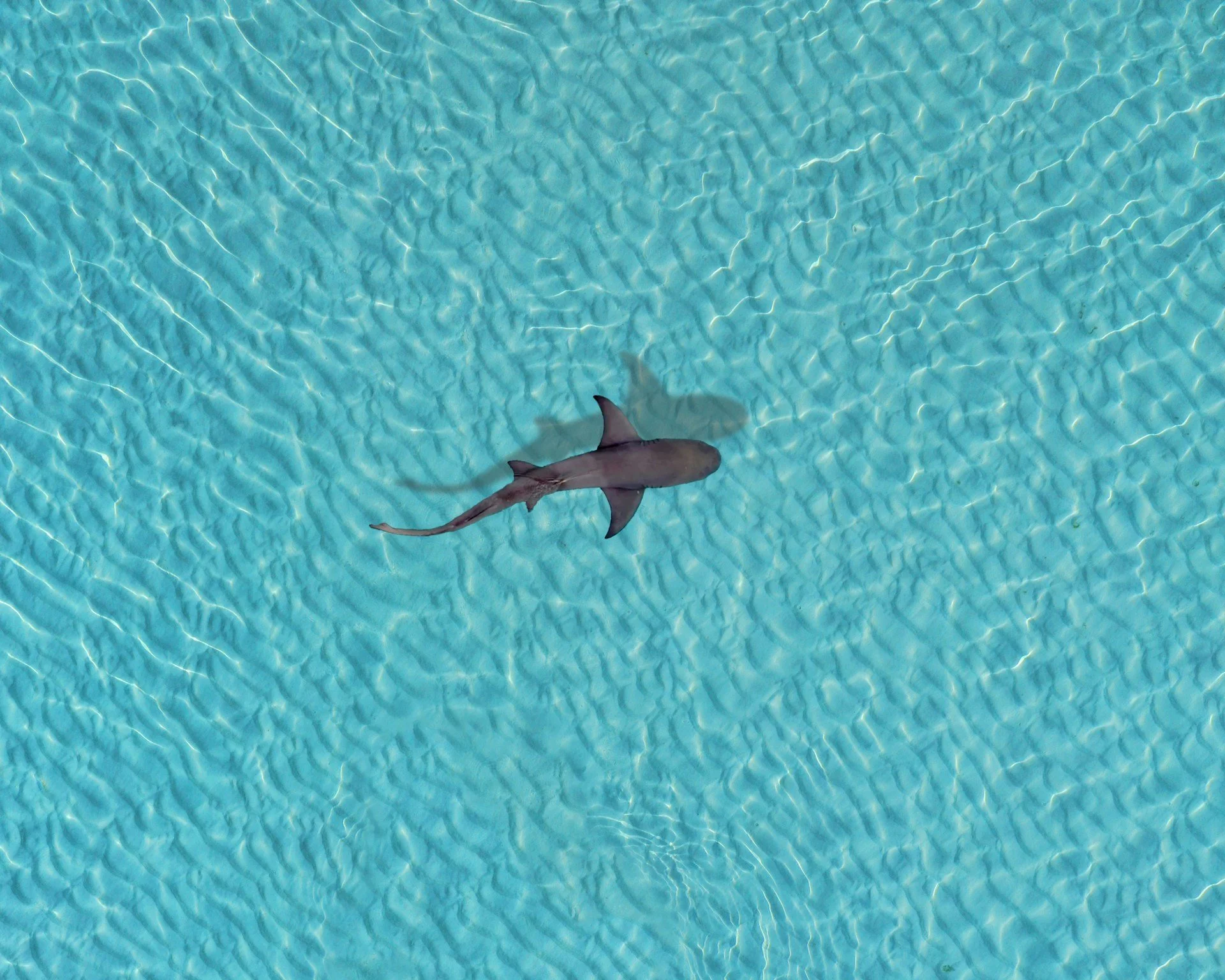 Shark Fishing (Private Charter)