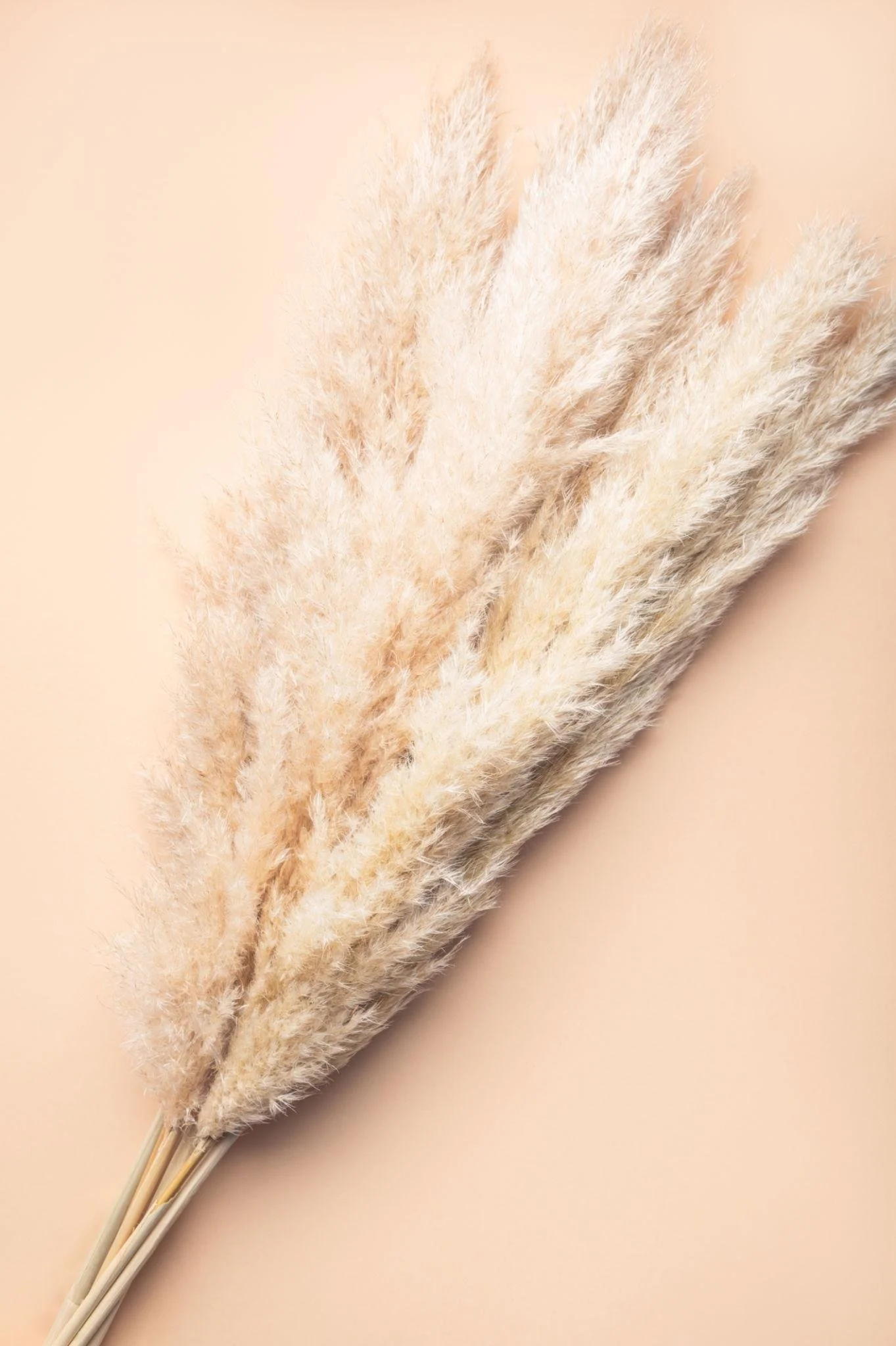 Bouquet de pampas séchées sur fond beige clair.