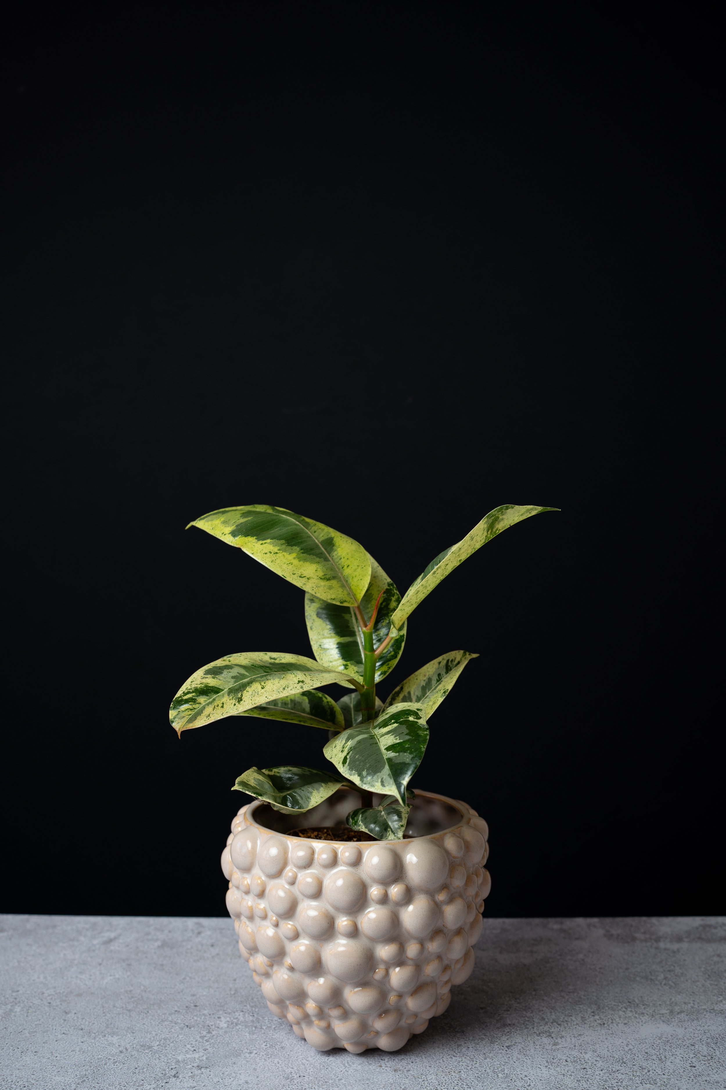 Zimmerpflanze im Blumentopf