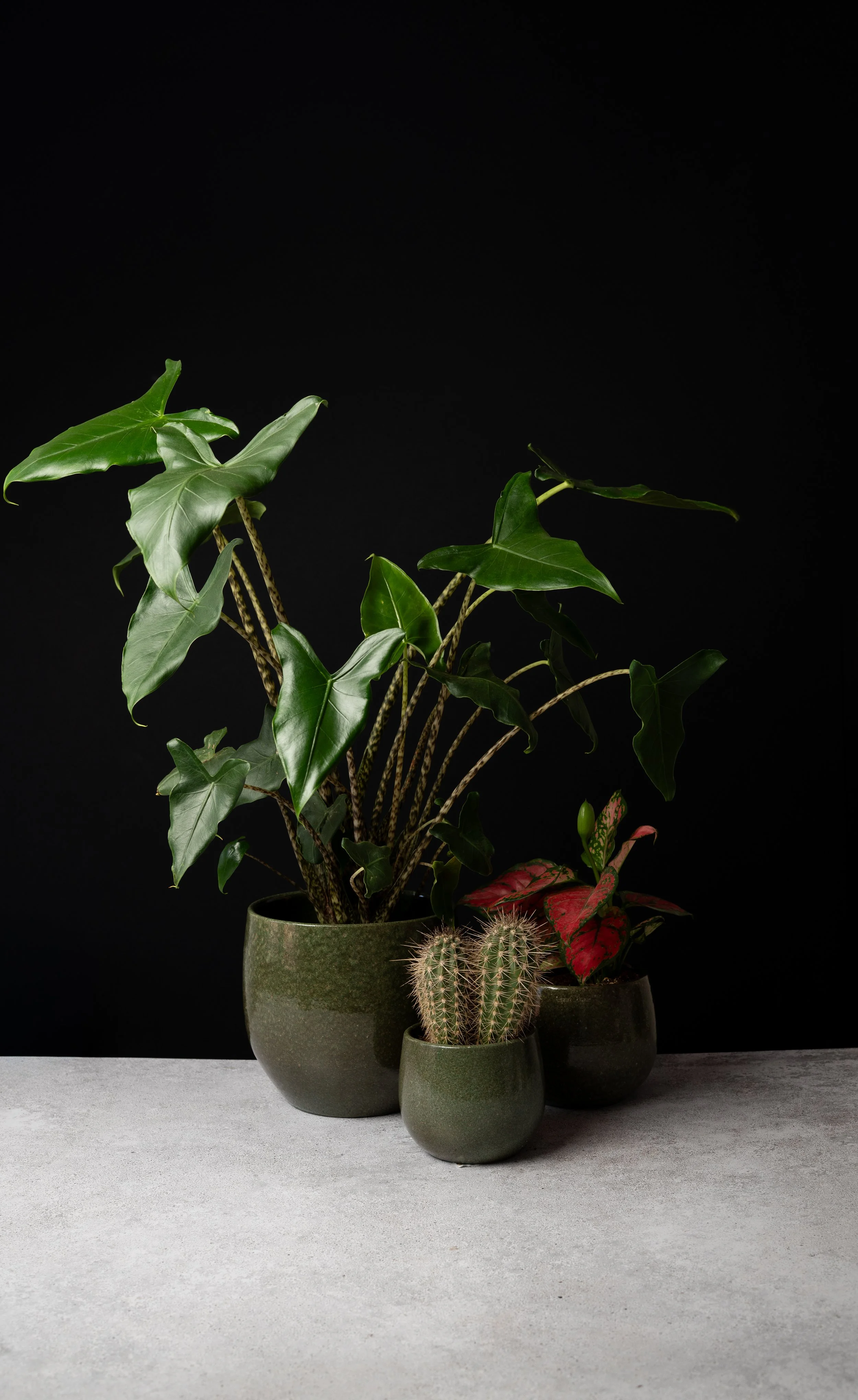 verschiedene Auswahl an Topfpflanzen und Keramiktöpfen