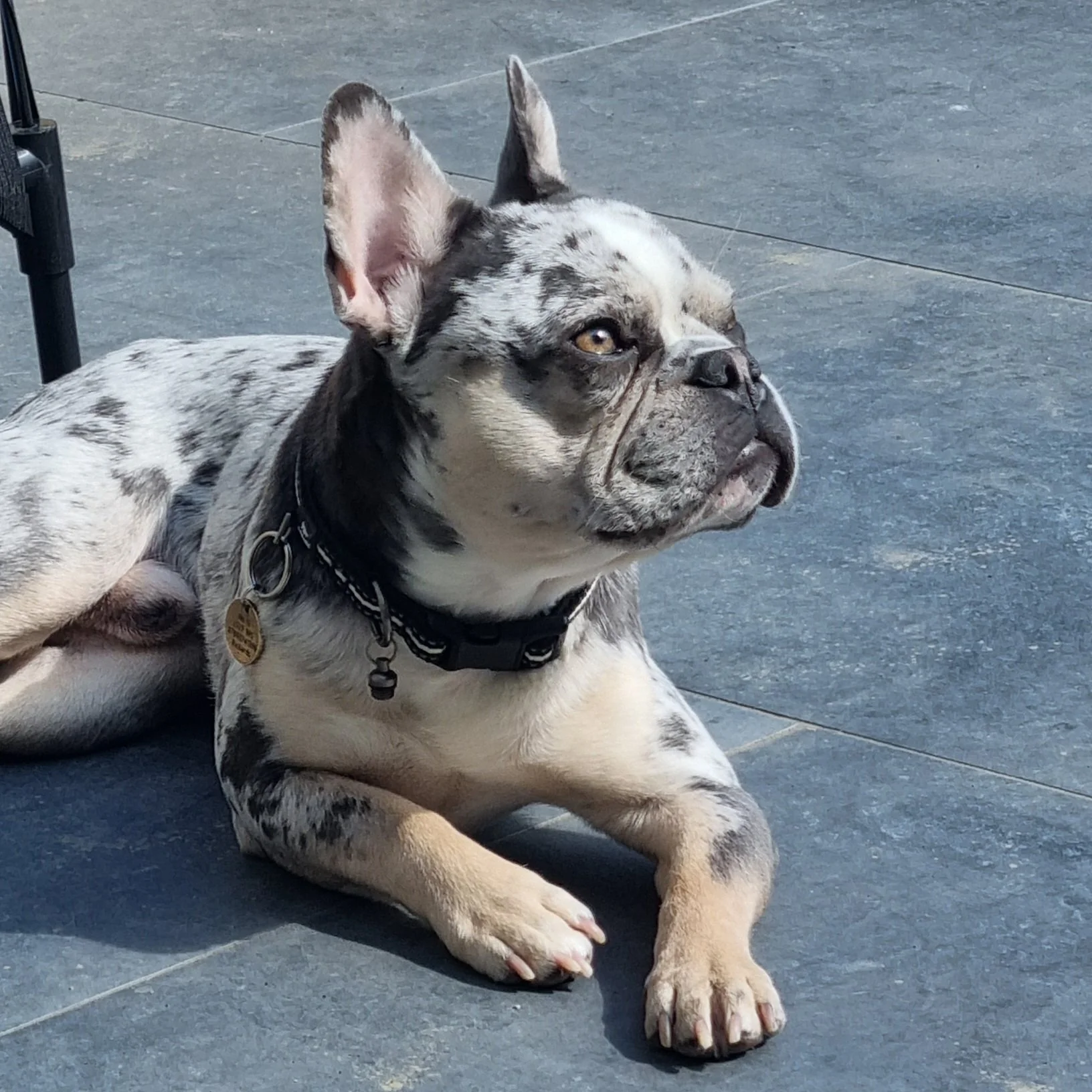 It’s a (furry) love story