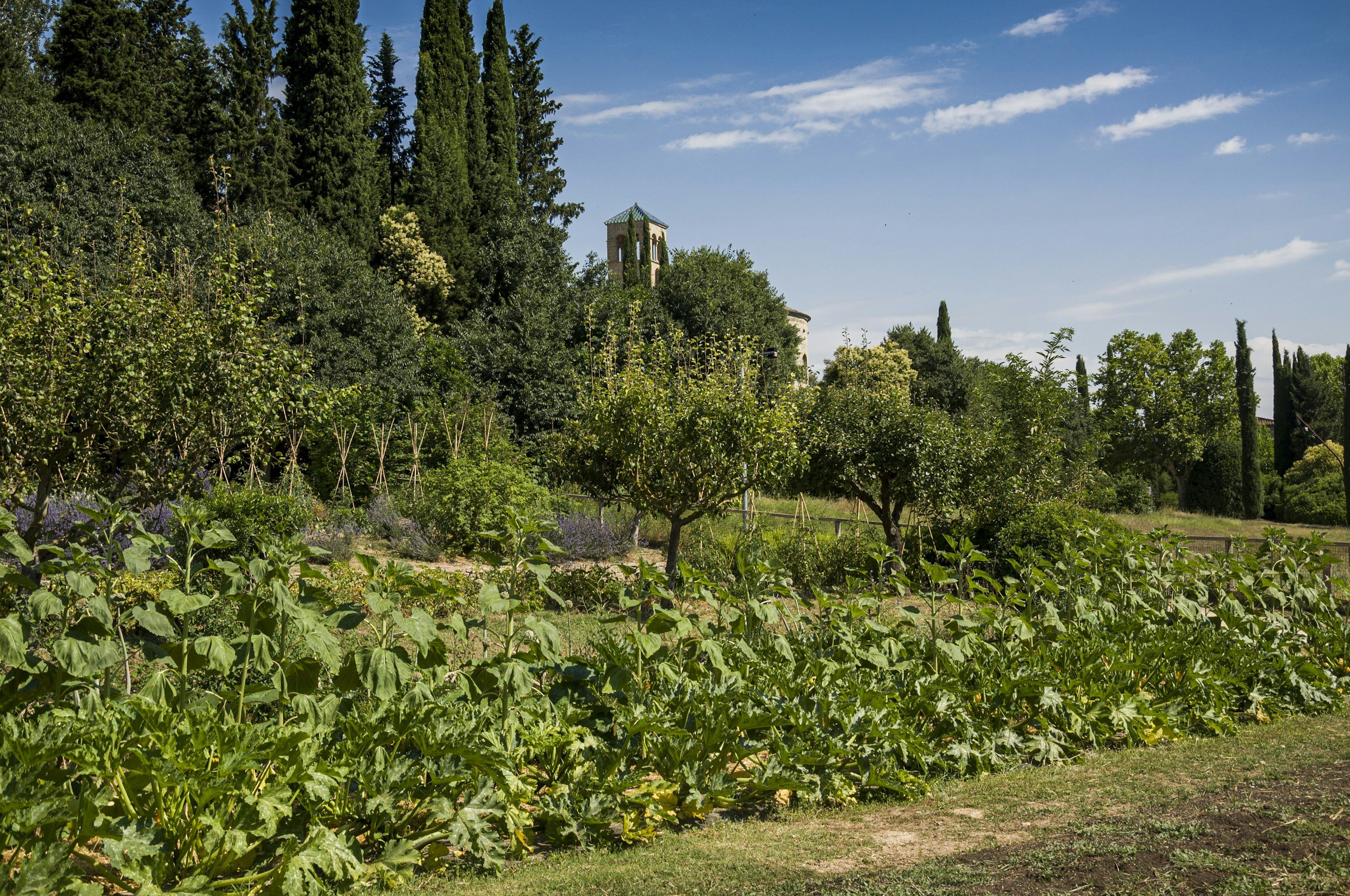 Crediti di carbonio in agricoltura: una guida per orientarsi nel carbon farming