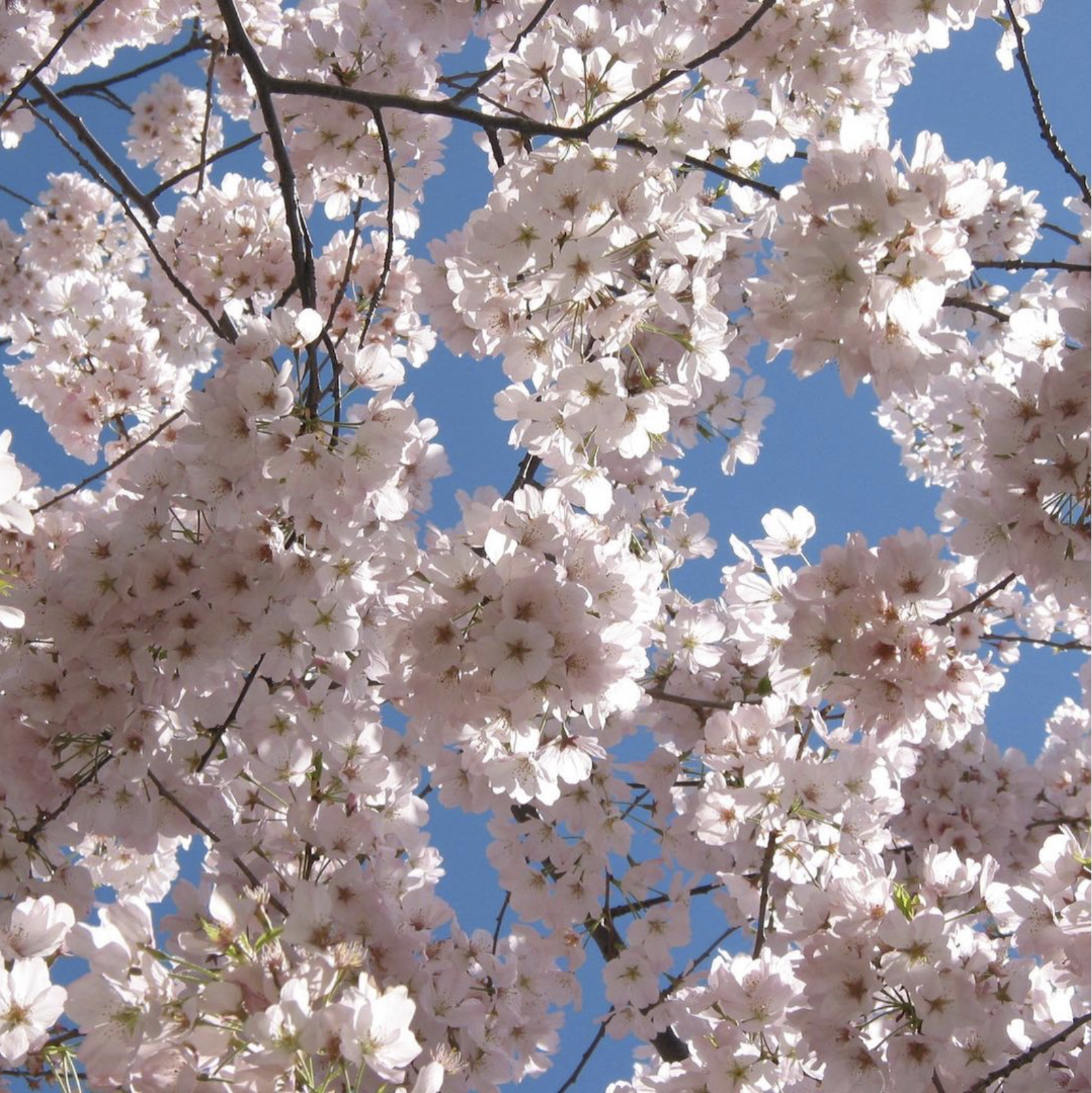 Screenshot 2024-05-27 at 12.30.55 PM.png