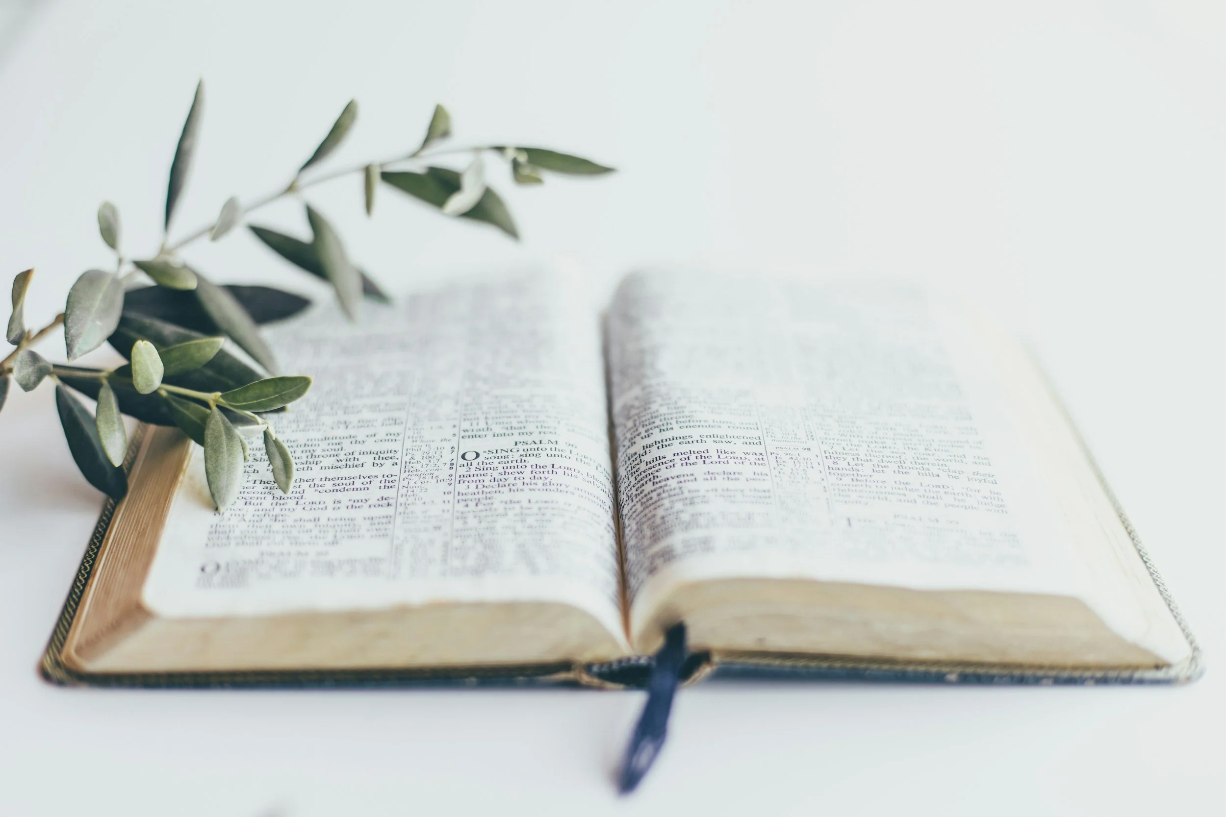 Open Bible with a sprig of greenery on a white surface.