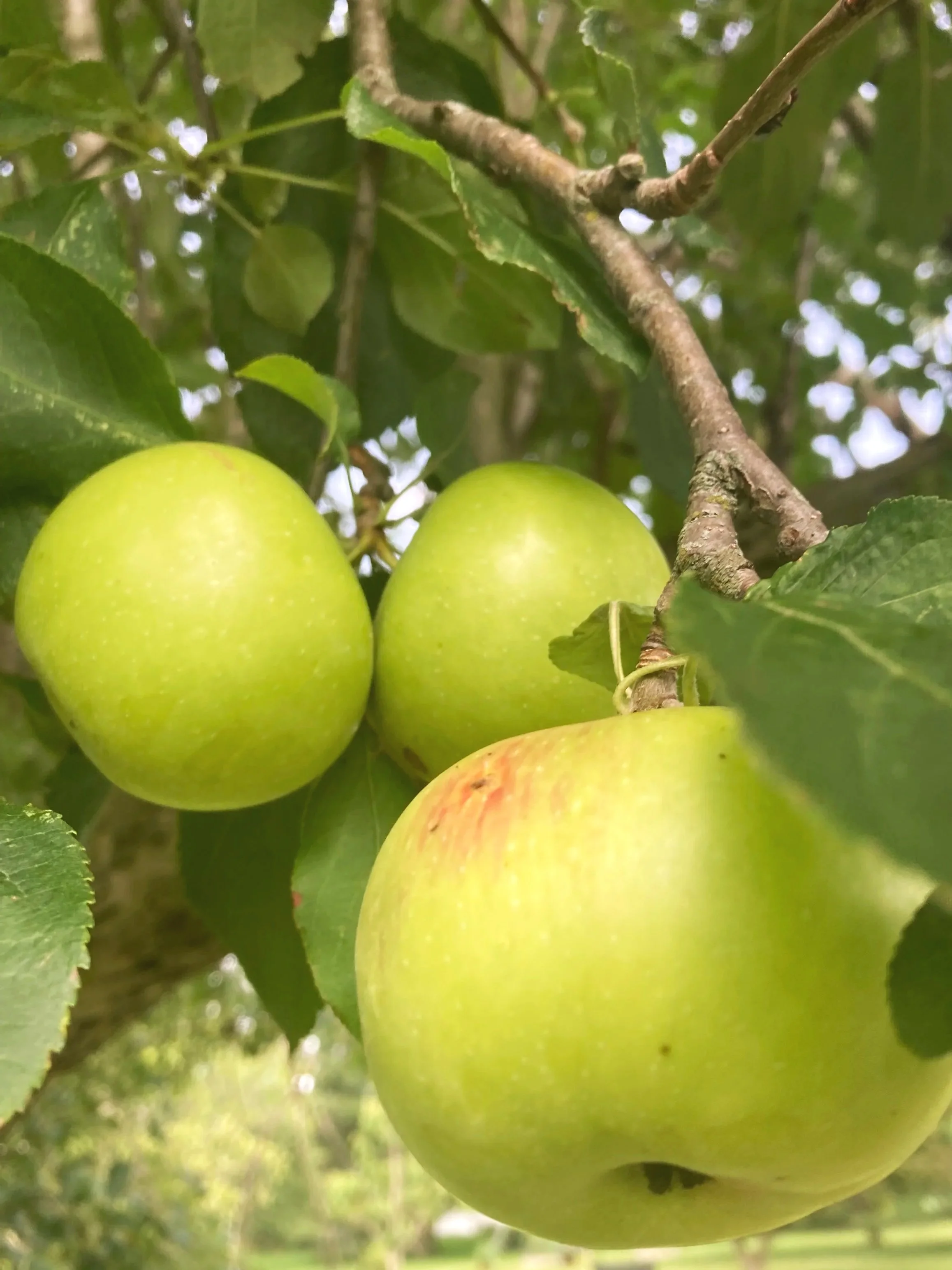 Stewed Apples for Apple Pectin