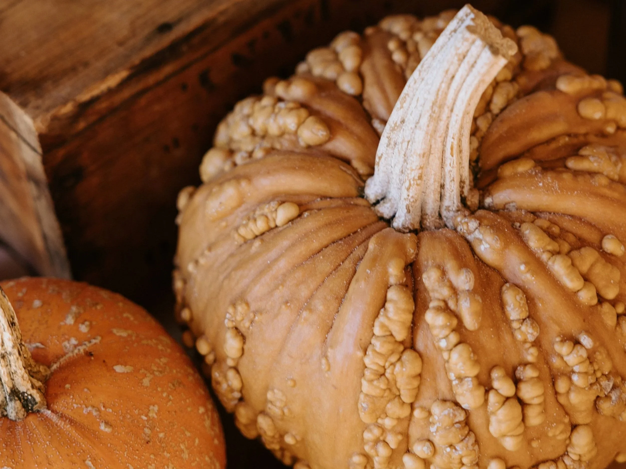 Autumn Prelude Feast Farm Dinner 