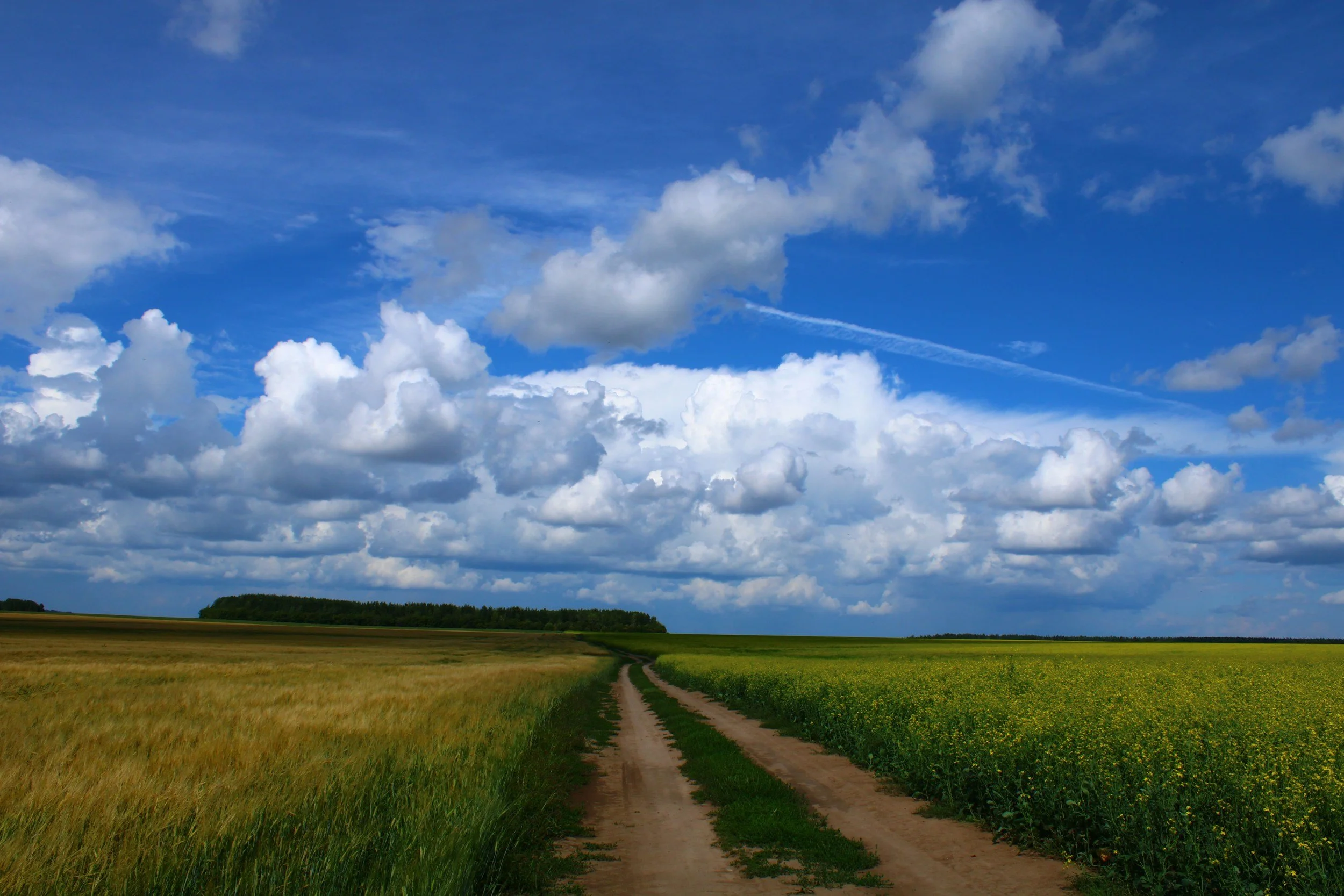 A rural landscape with a dirt road leading through fields of tall grass and crops under a partly cloudy sky.