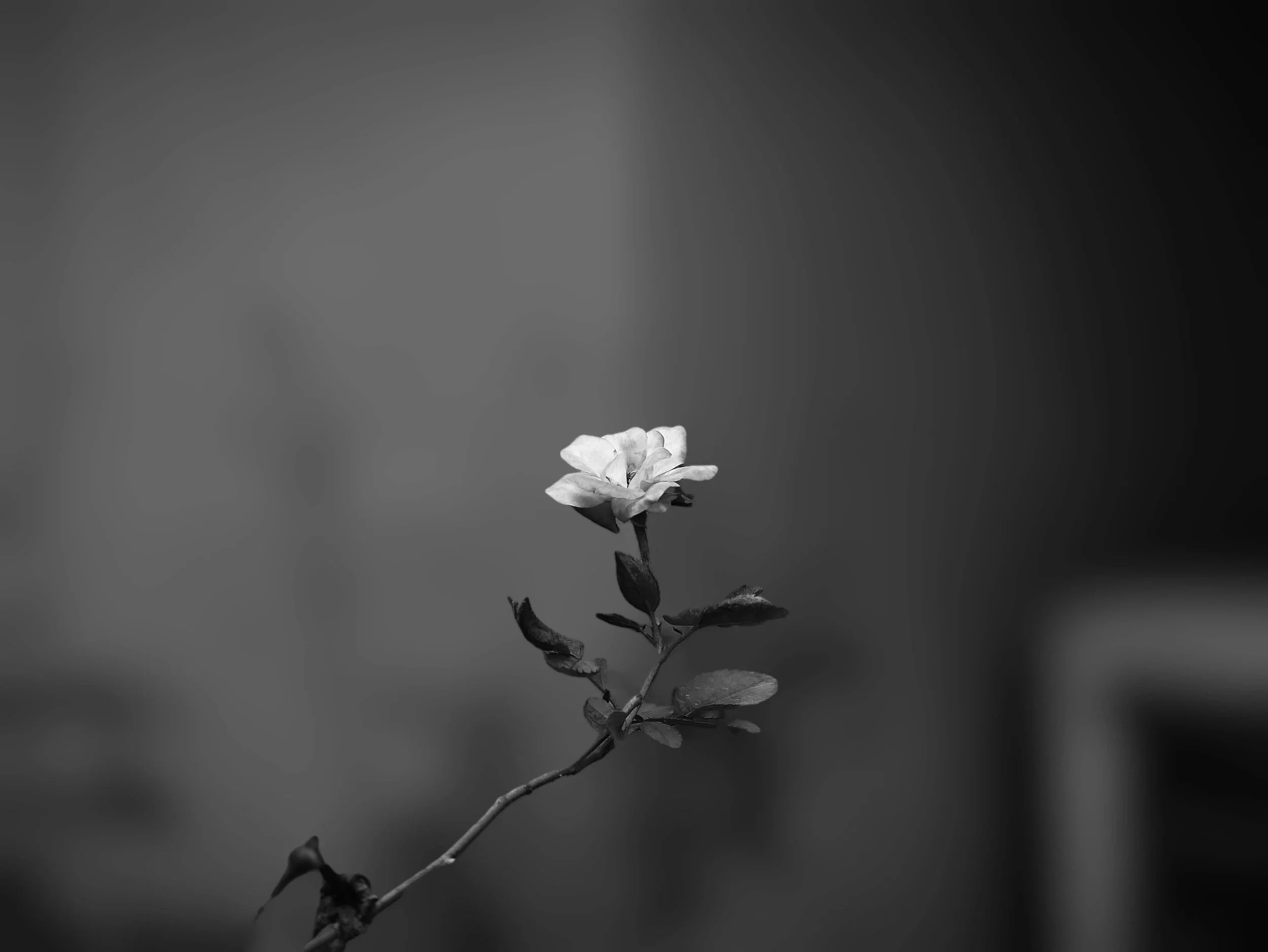 A solitary flower in black and white with a blurred background.