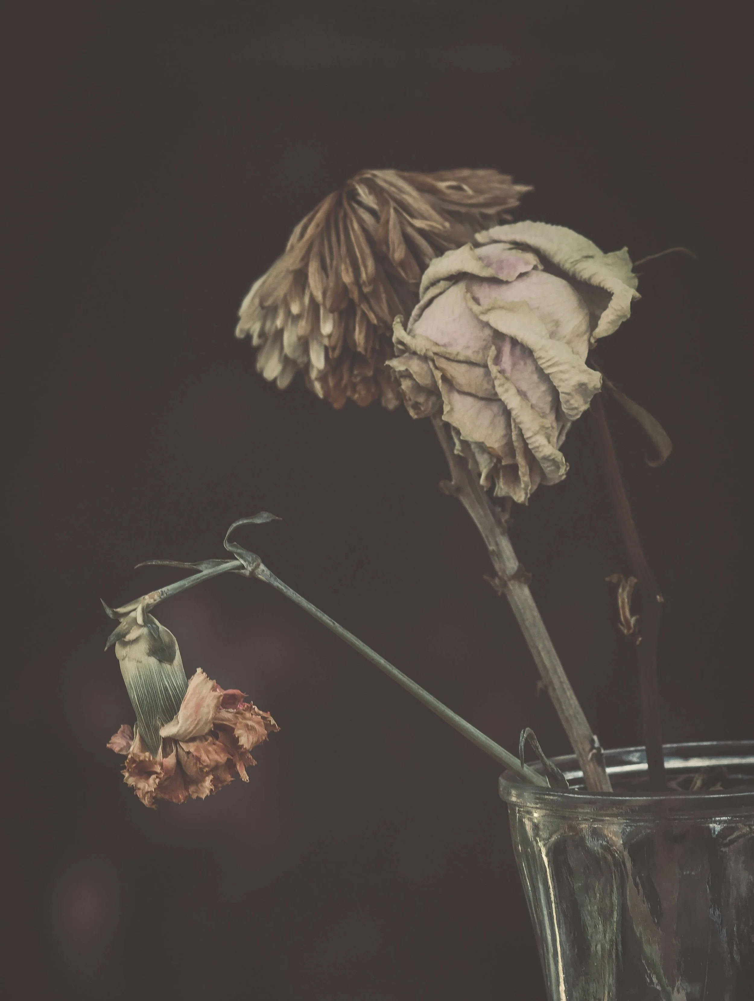 Dried wilting roses in a glass vase against a dark background.
