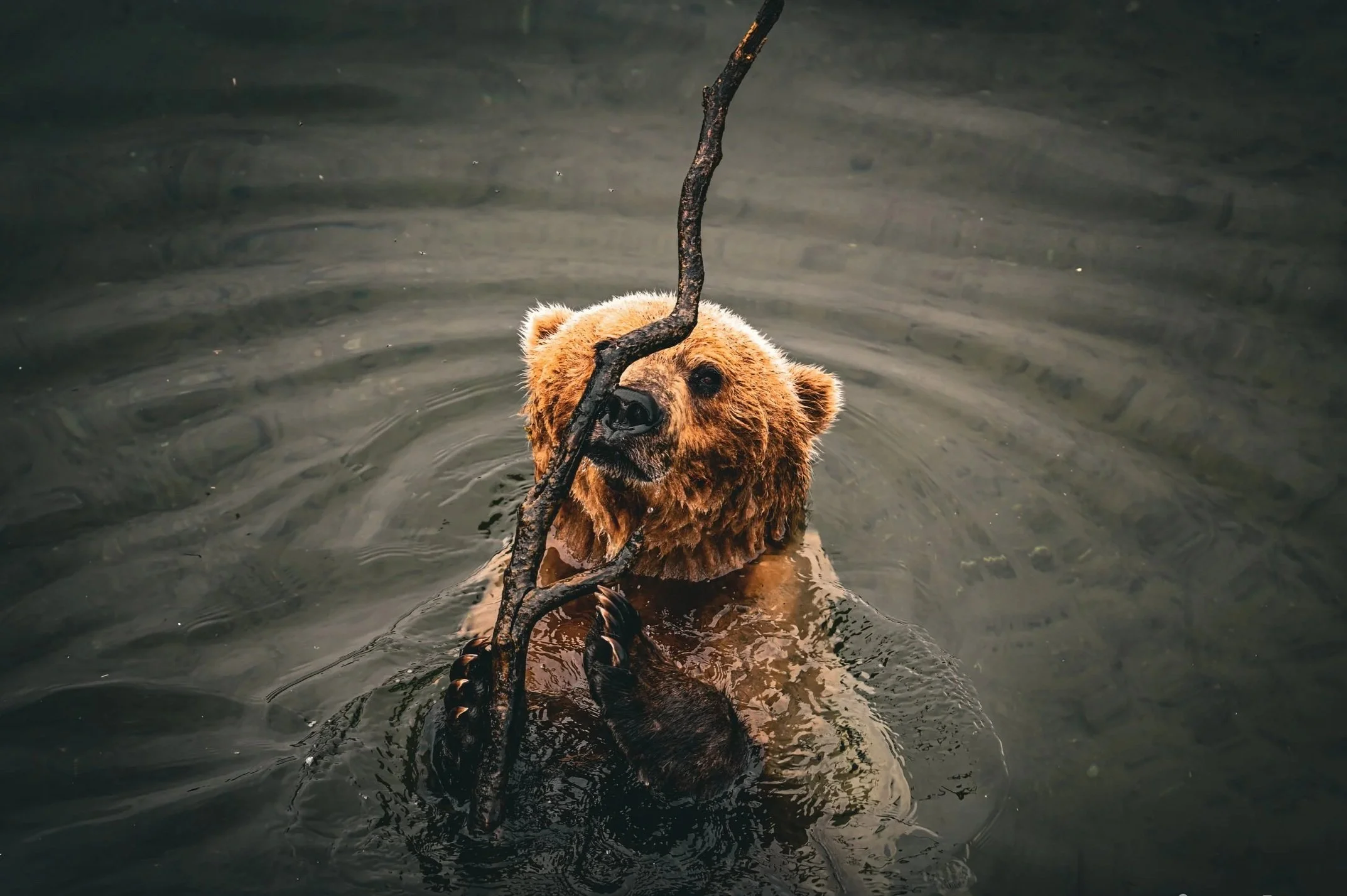 All the wild places we can go- Katmai, AK