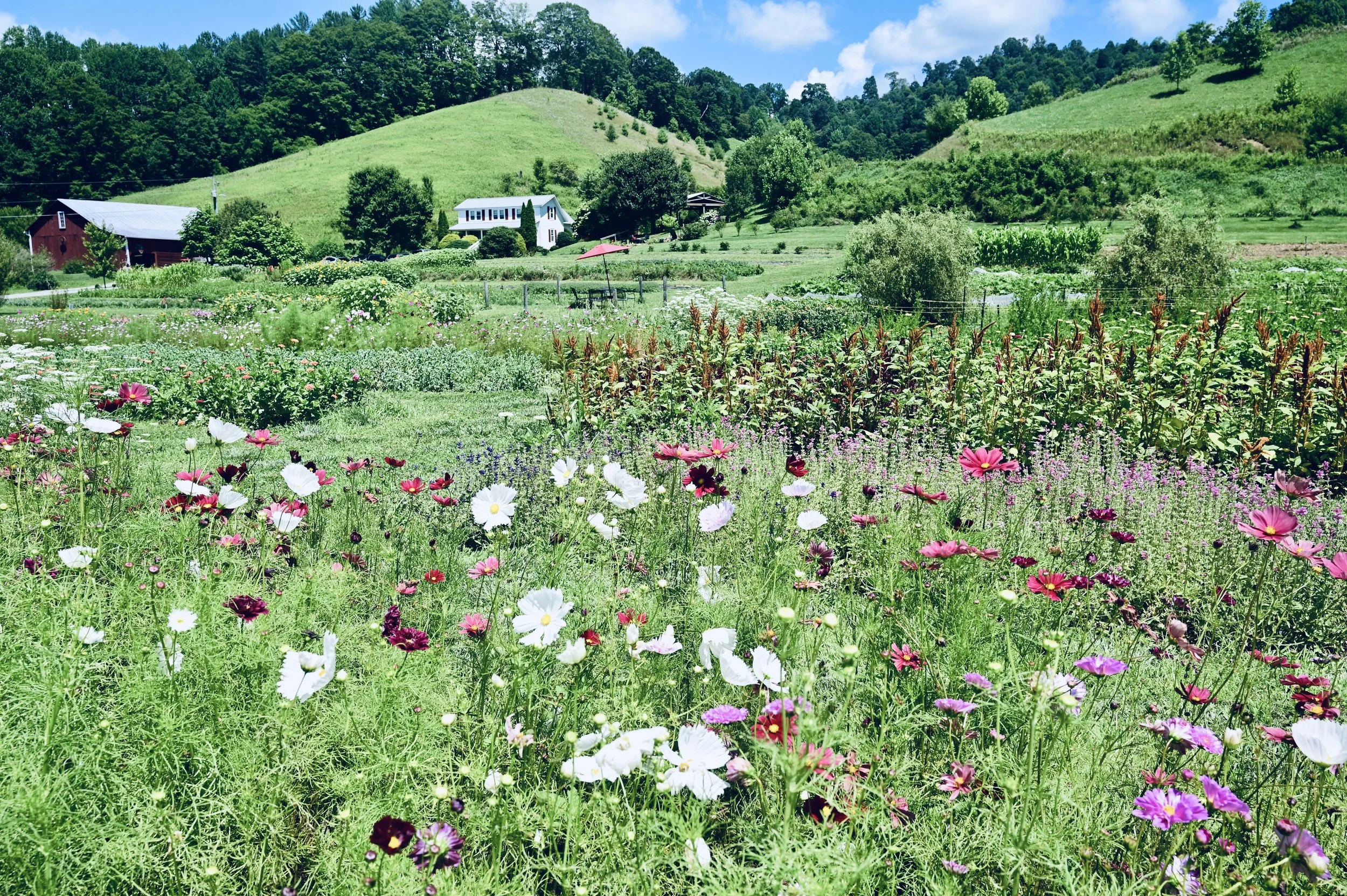 springhouse farms -rolling hills