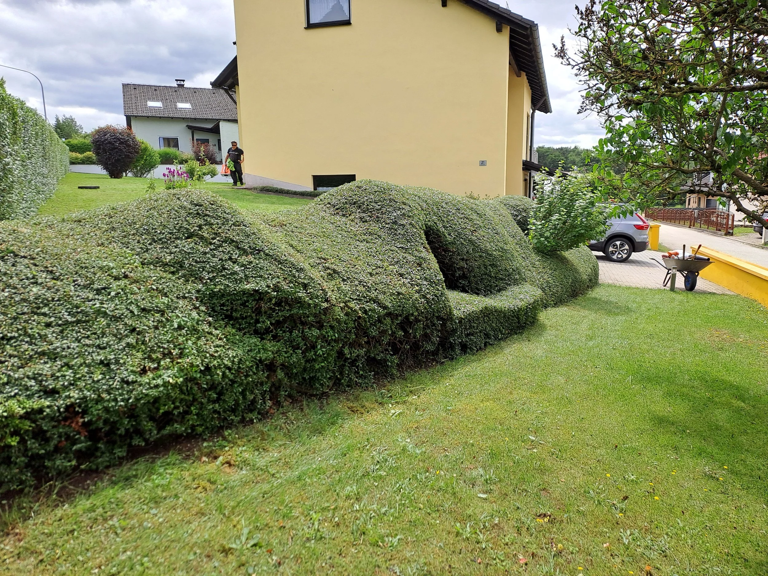 Formgeschnittene Hecke in einem Garten.