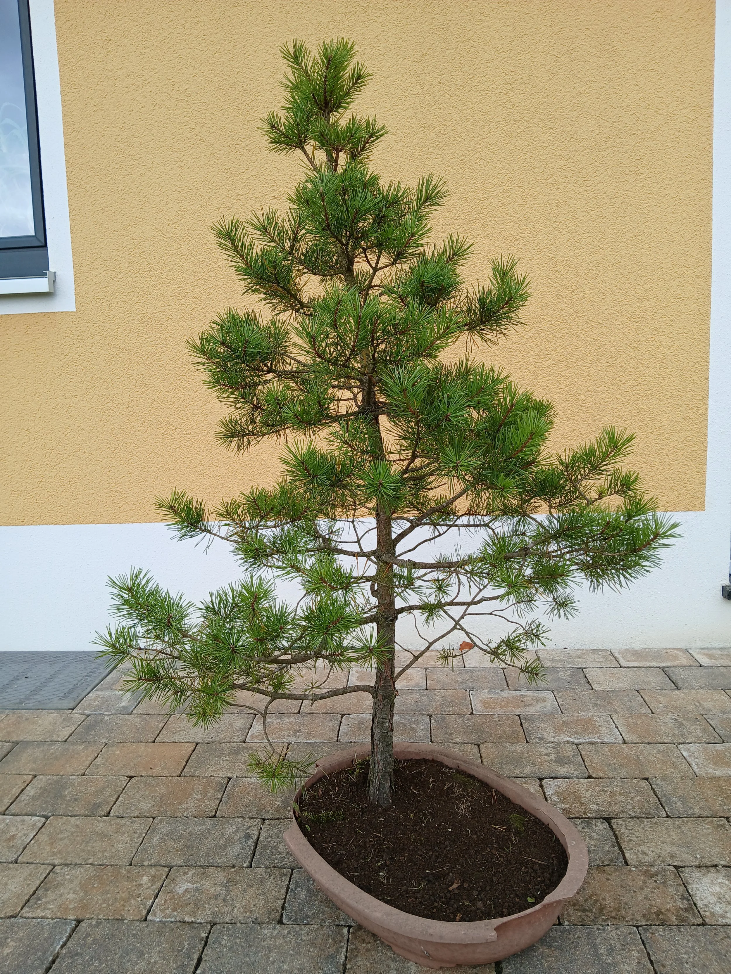 Foto von einem kleinen Baum.