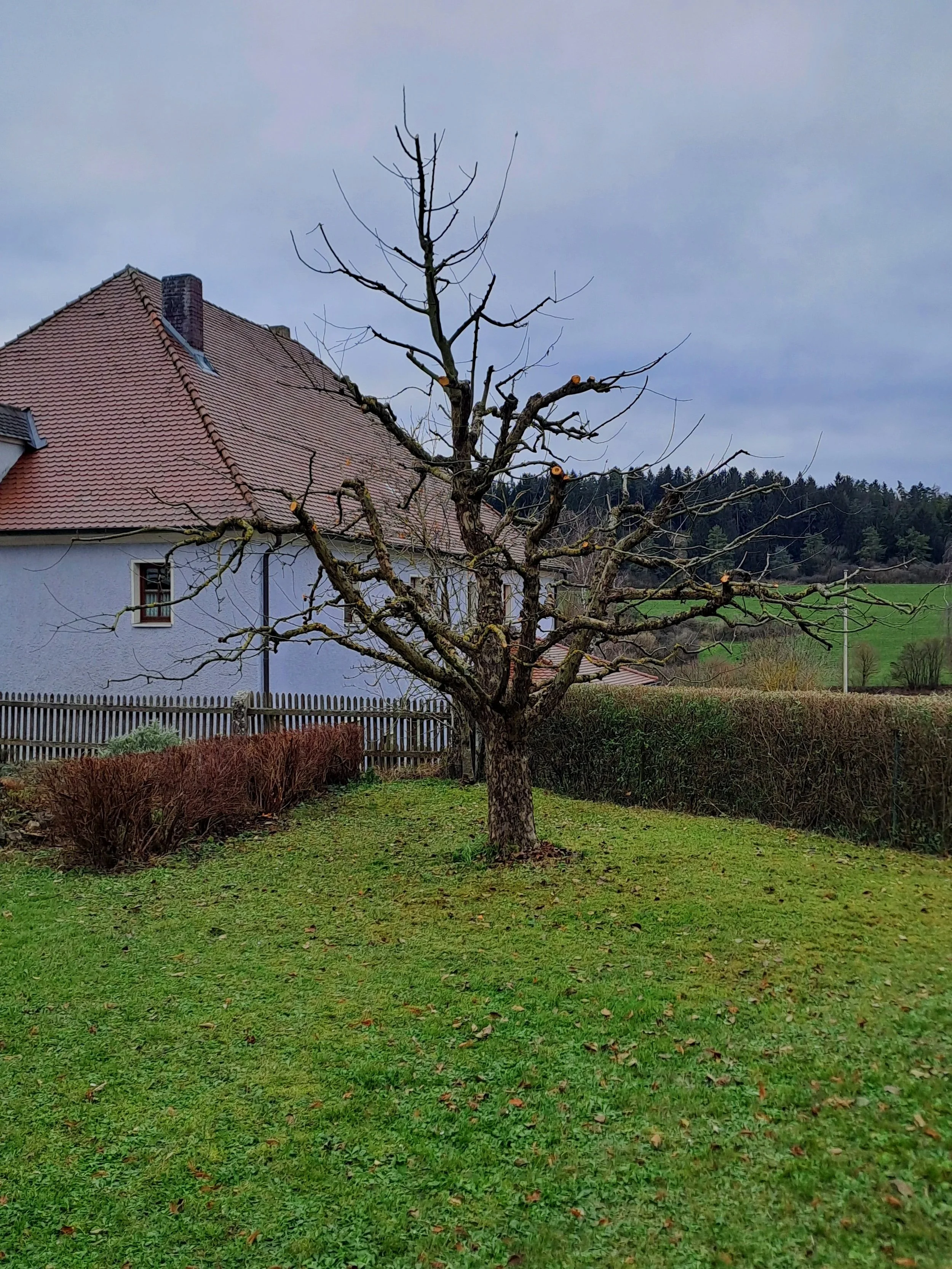 Foto von einem geschnittenen Baum vor einem Gebäude.