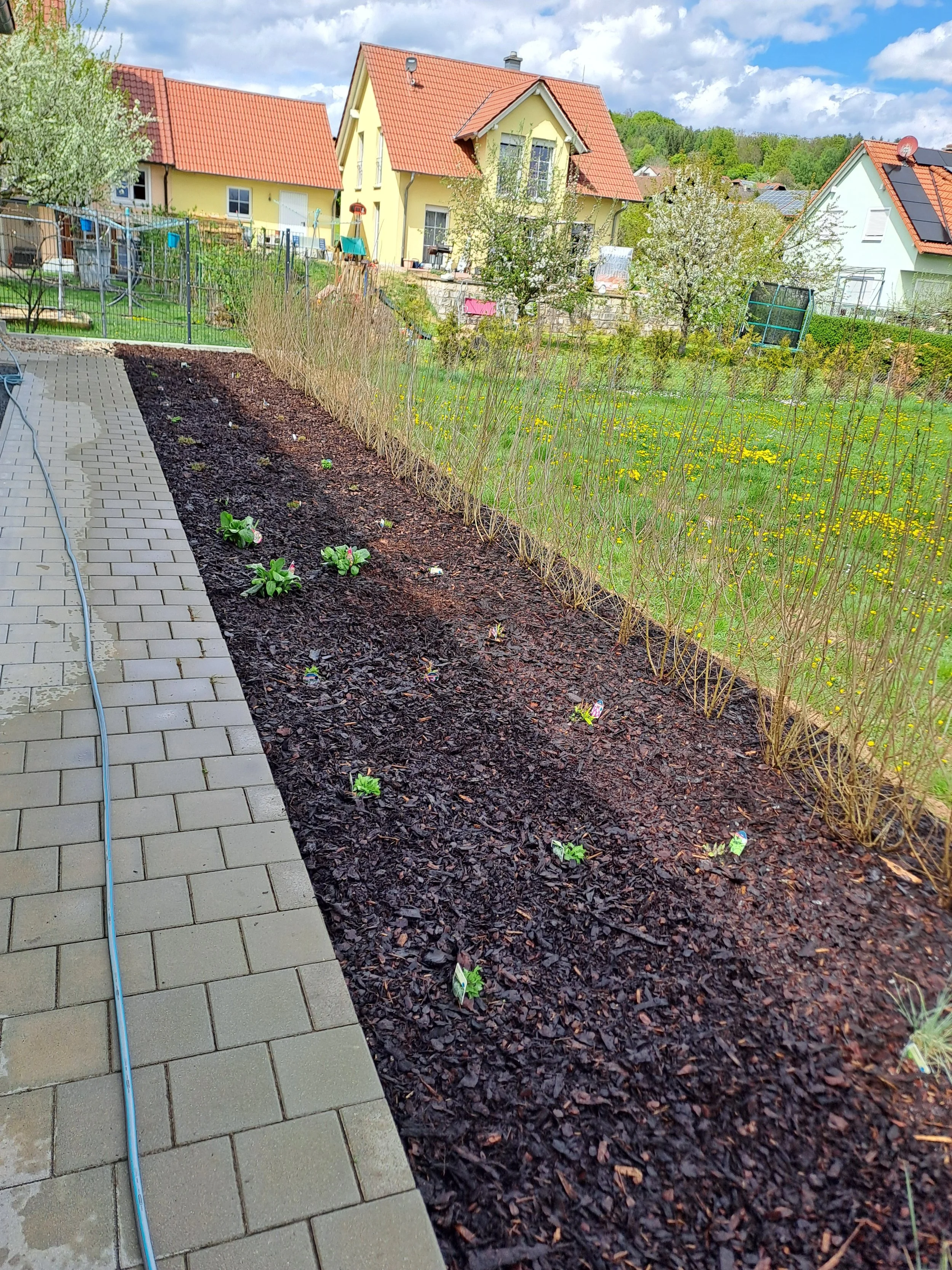 In die Erde eingepflanzte Pflanzen in einem Garten.