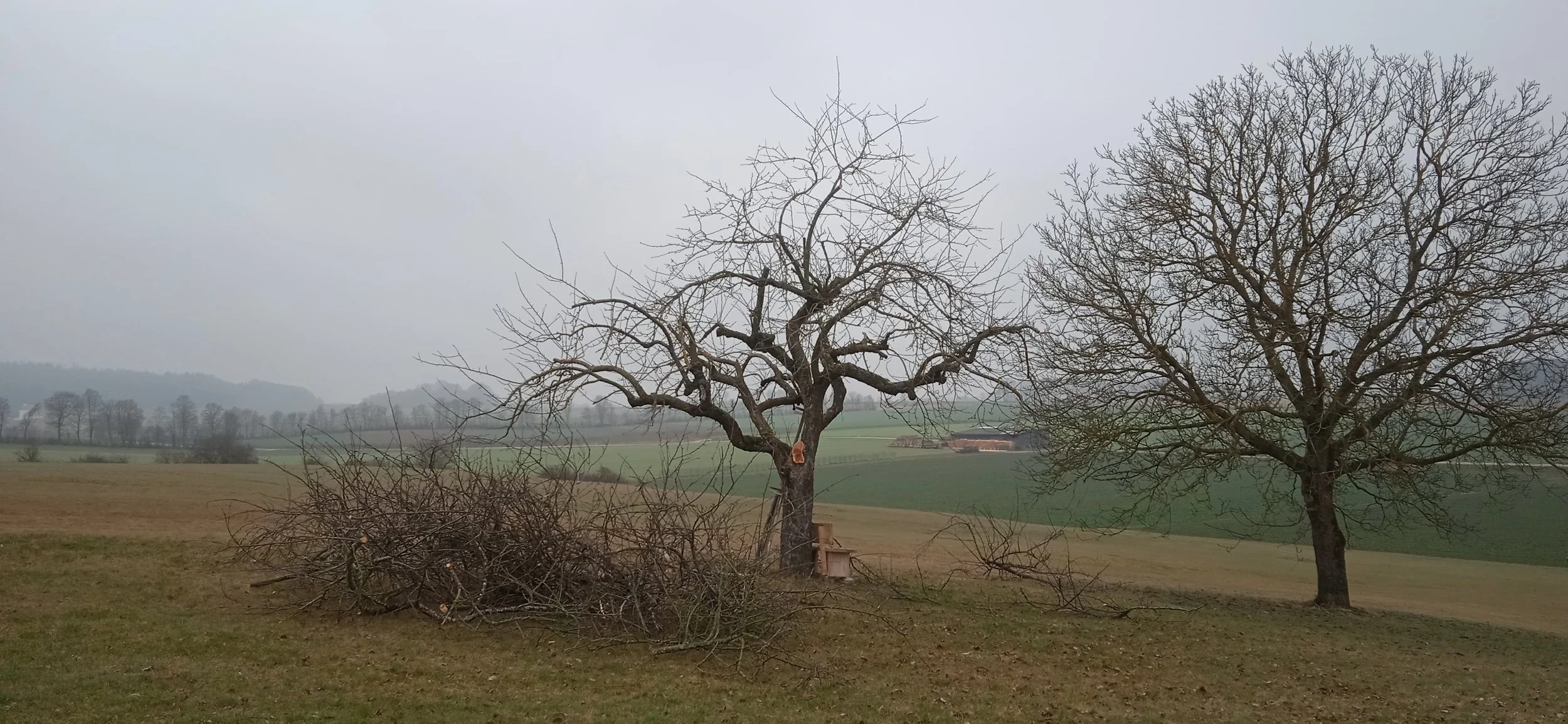 Foto von einem geschnittenem Baum.