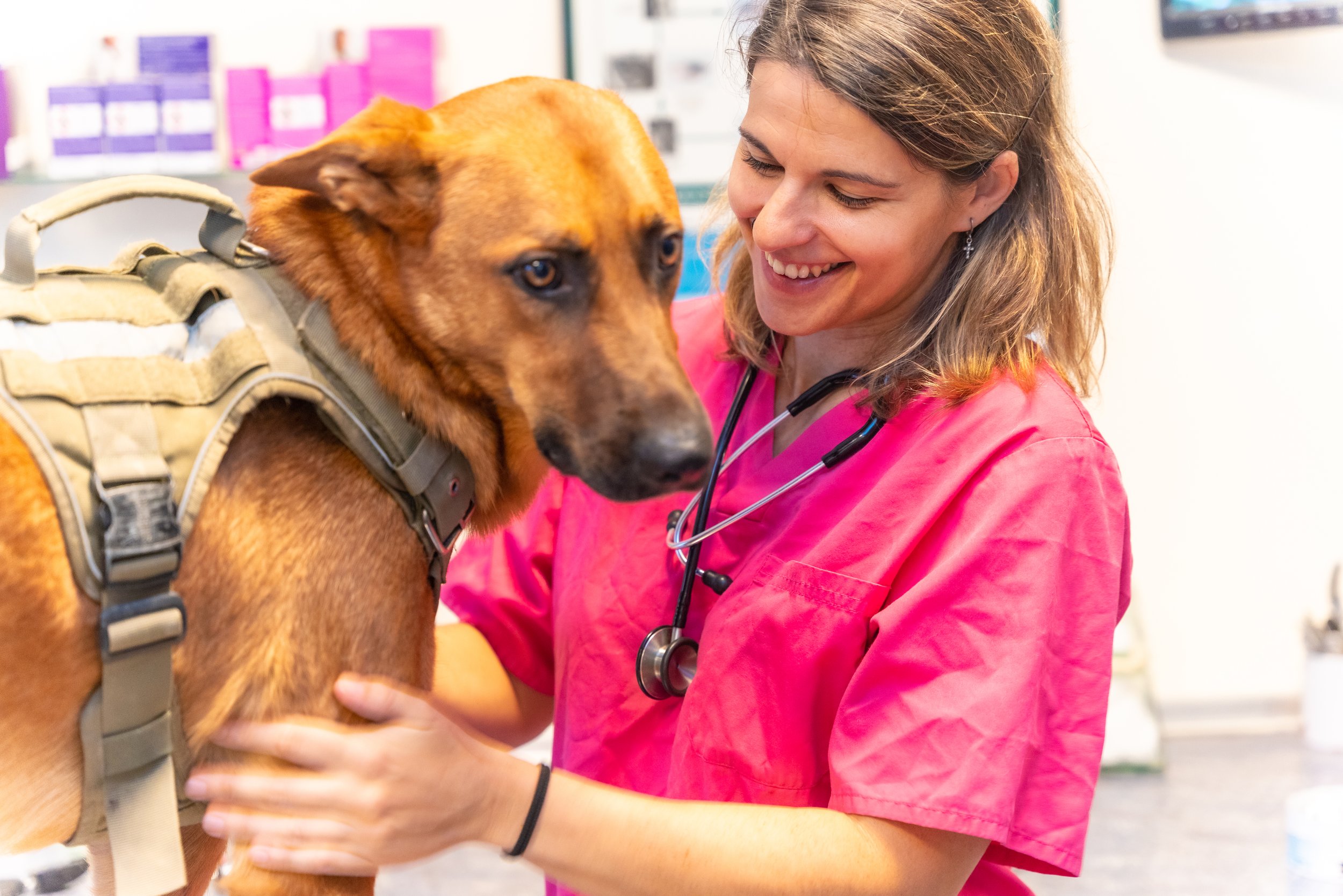 A female veterinarian in pink scrubs examining a service dog with a stethoscope.