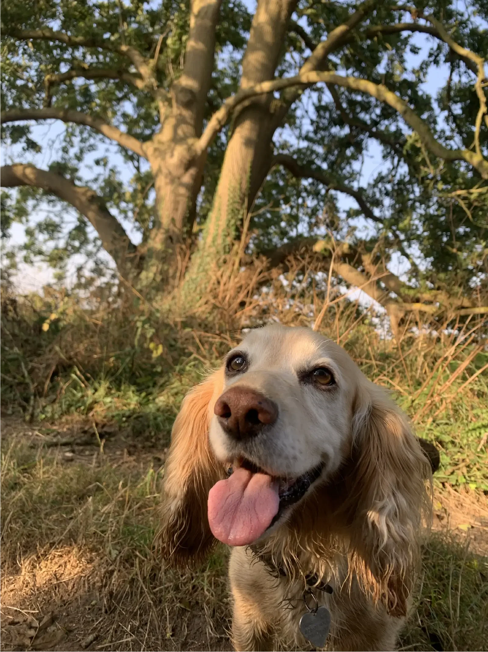 Tati, a yellow cocker spaniel sitting and smiling