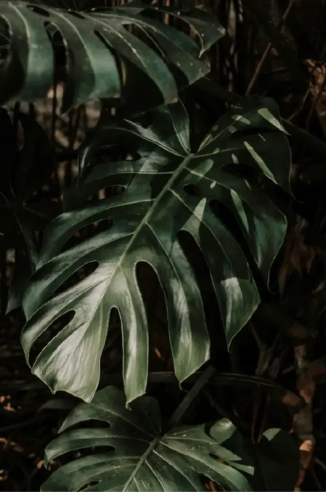 Monstera leaf and shadows