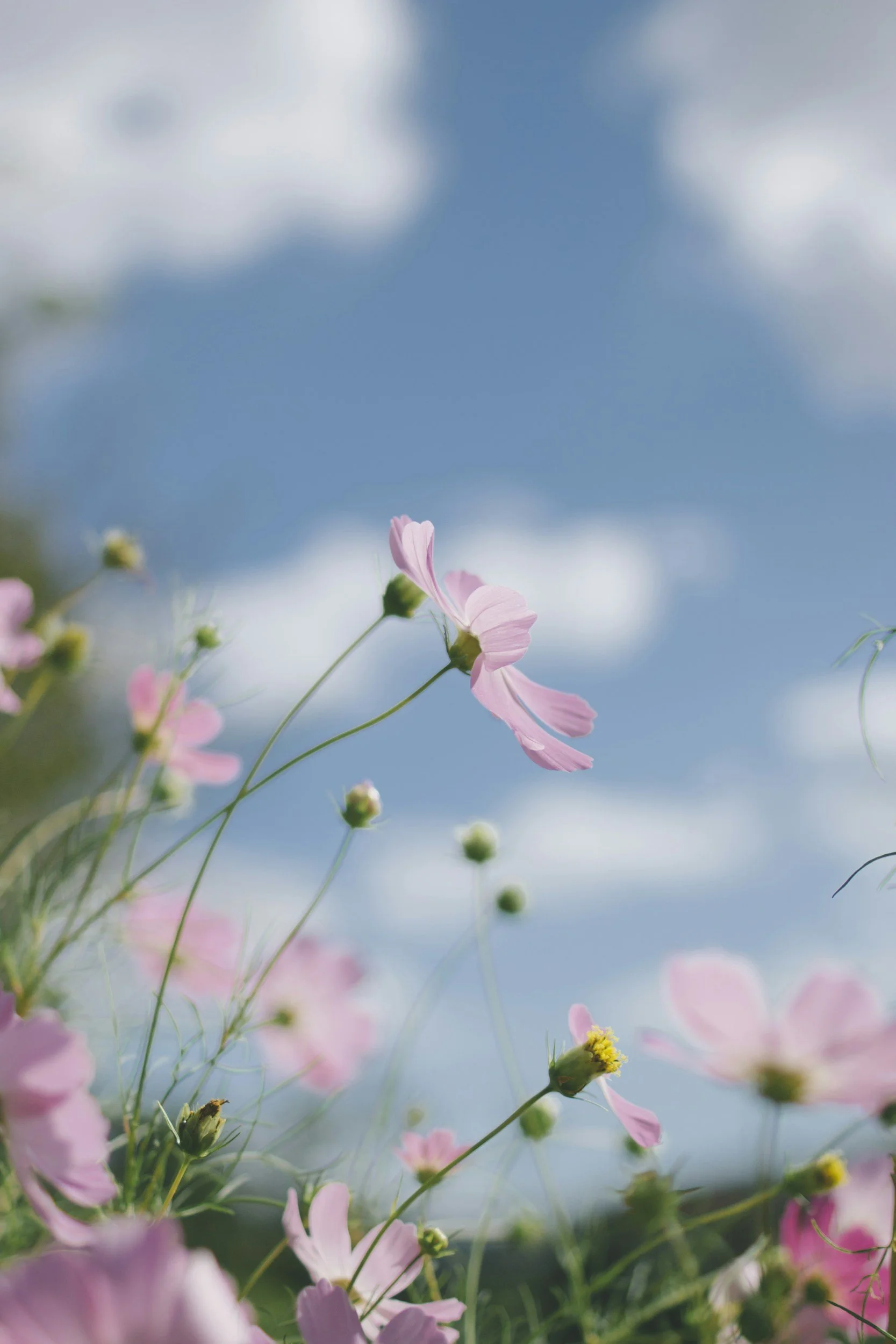 Spring Cleaning Checklist: What to Do (and What to Leave to the Pros)
