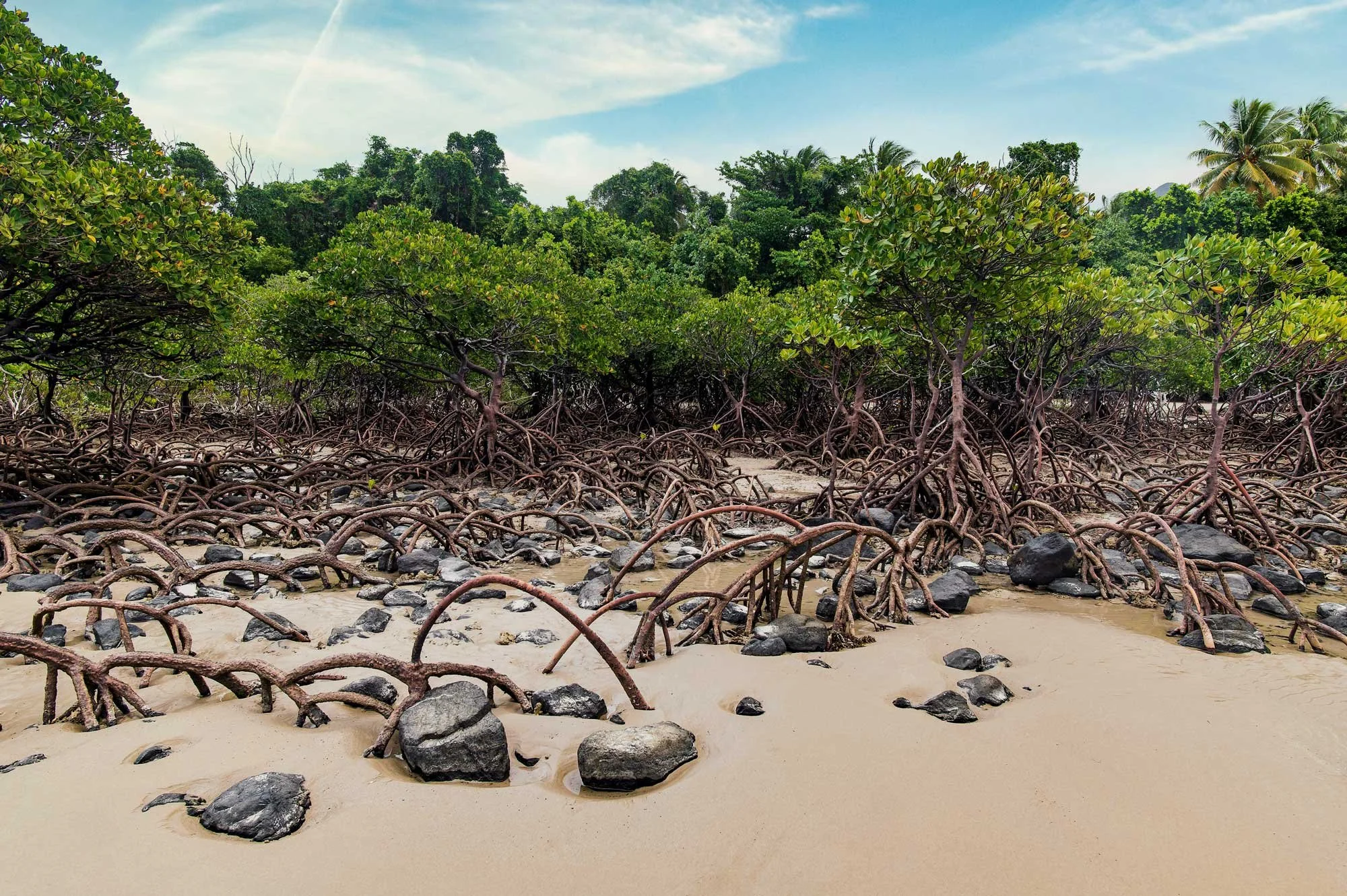Mangrove trees with exposed root systems growing along a sandy shoreline with rocks, under a partly cloudy blue sky.