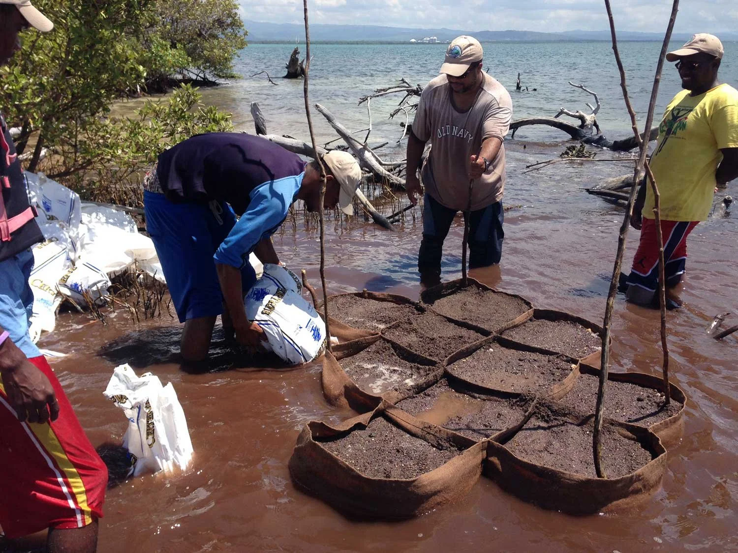 People planting mangroves in a coastal area with water, trees, and a distant shoreline in the background.