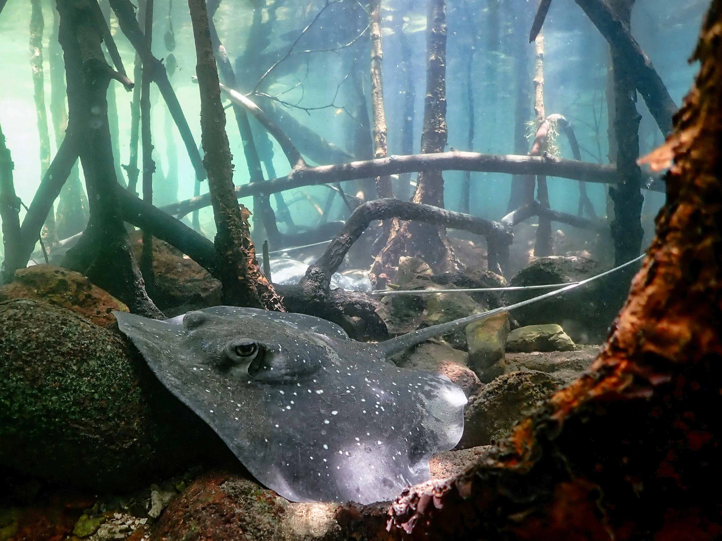 A large stingray resting on the rocks at the bottom of a freshwater aquarium, with tangled tree branches and blue-green water in the background.