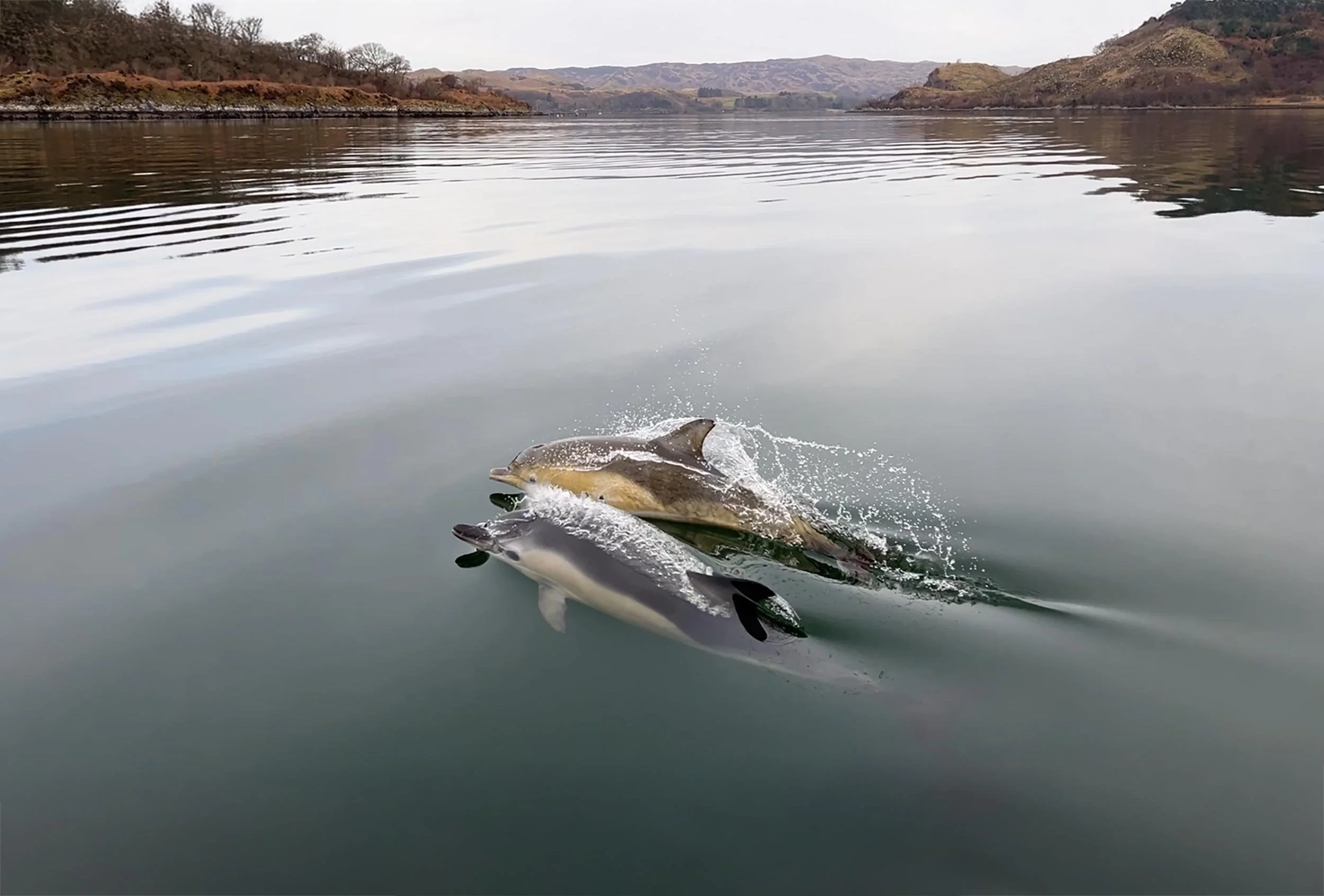 Common-dolphins-in-loch-Craignish.jpg